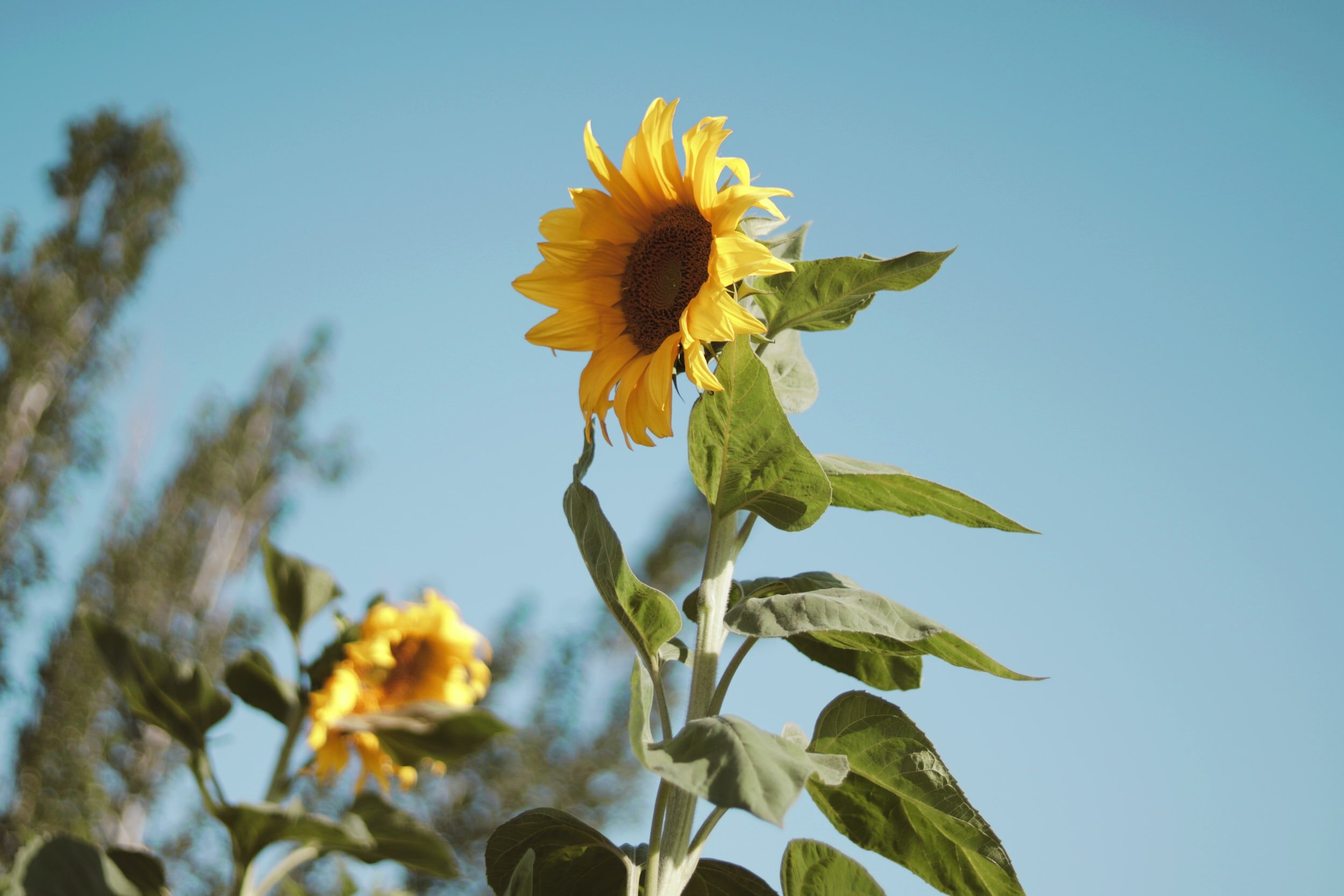 Wholehearted Parenting: Raising Compassionate, Resilient Children