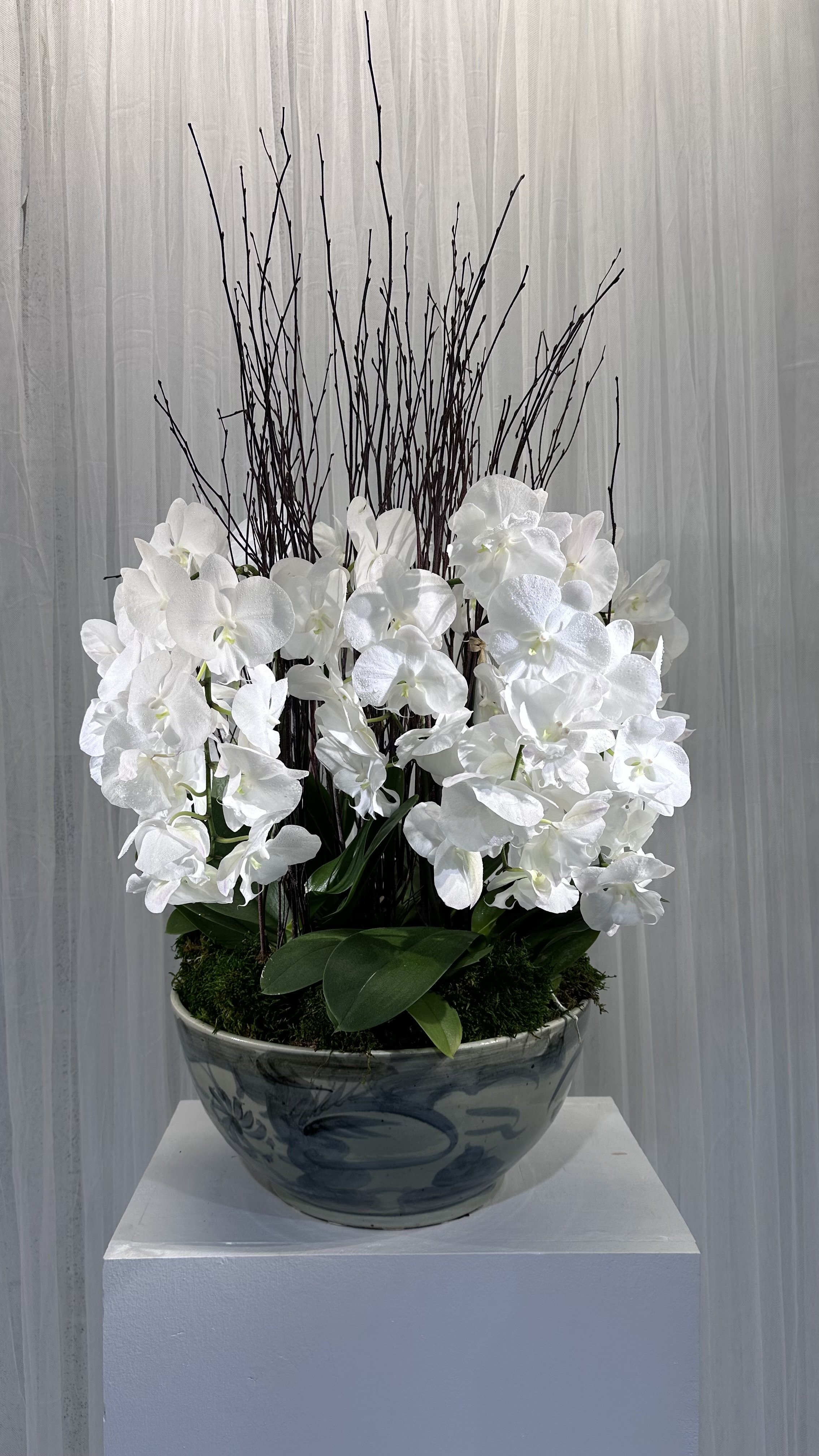 Luxury Orchid Composite