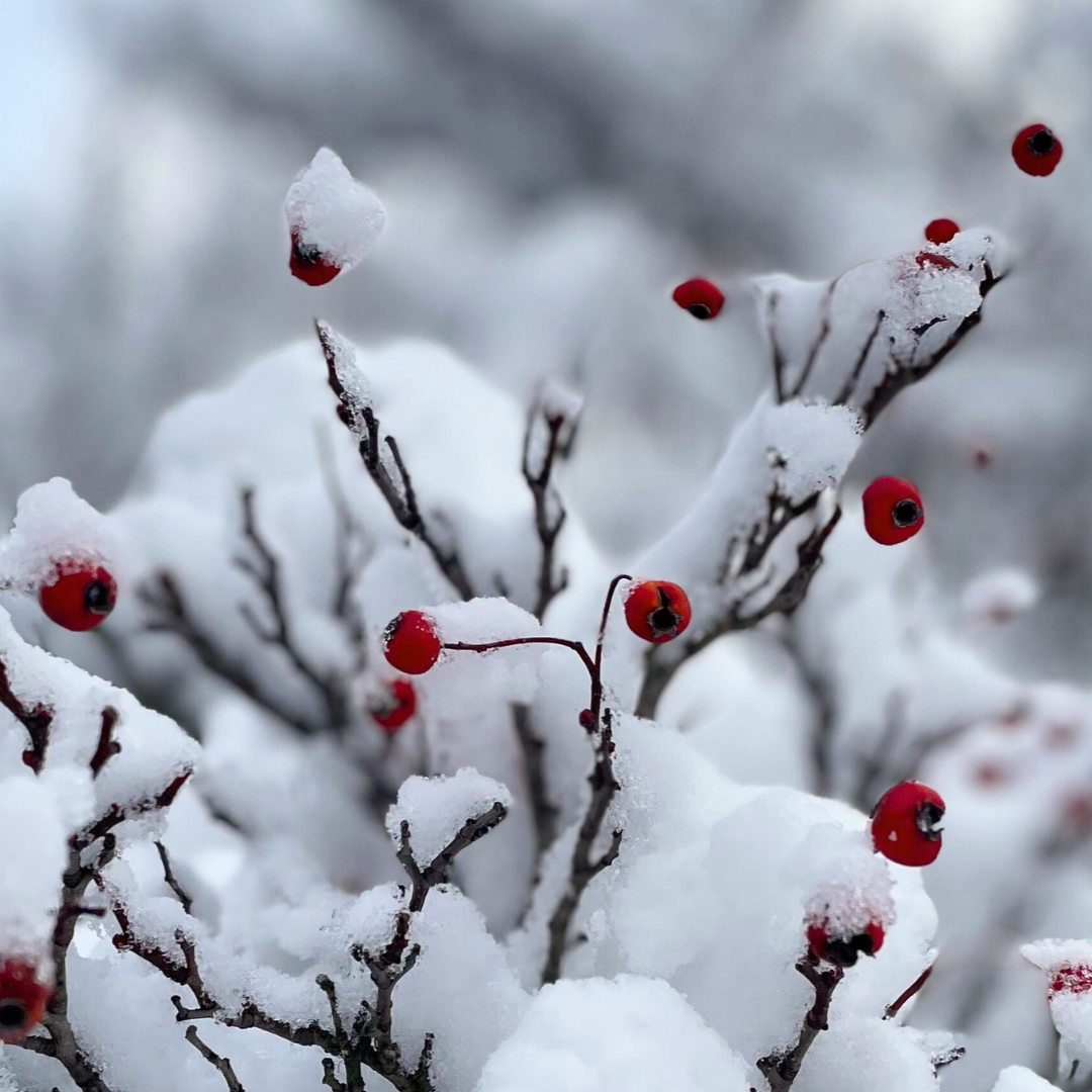 RECLAIMING PLAY: Beating the Winter Blues by Connecting with Your Inner Child