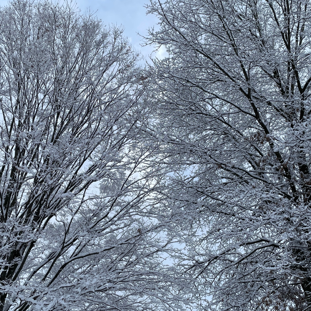 FINDING EACH OTHER: Belonging &amp; the Courage to Connect