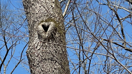 MINDFULNESS FOR SELF-COMPASSION WORKSHOP