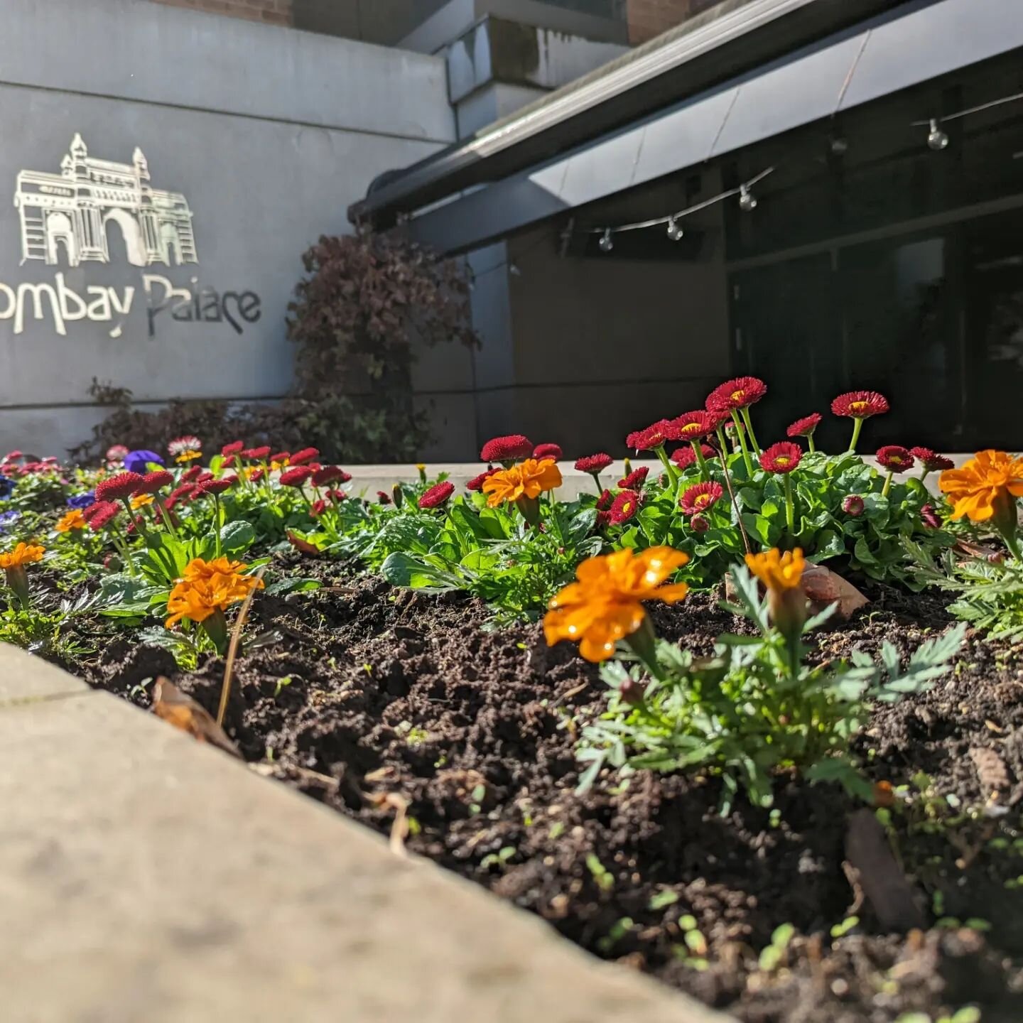 Summer evenings in our floral patio with your favourite curry. To book call us on 02077238855 or visit our website www.bombay-palace.co.uk

#londonindianfood #londonlife #londonfood #london🇬🇧 #londonfoodie #londonindianrestaurant #stjohnswood #marb