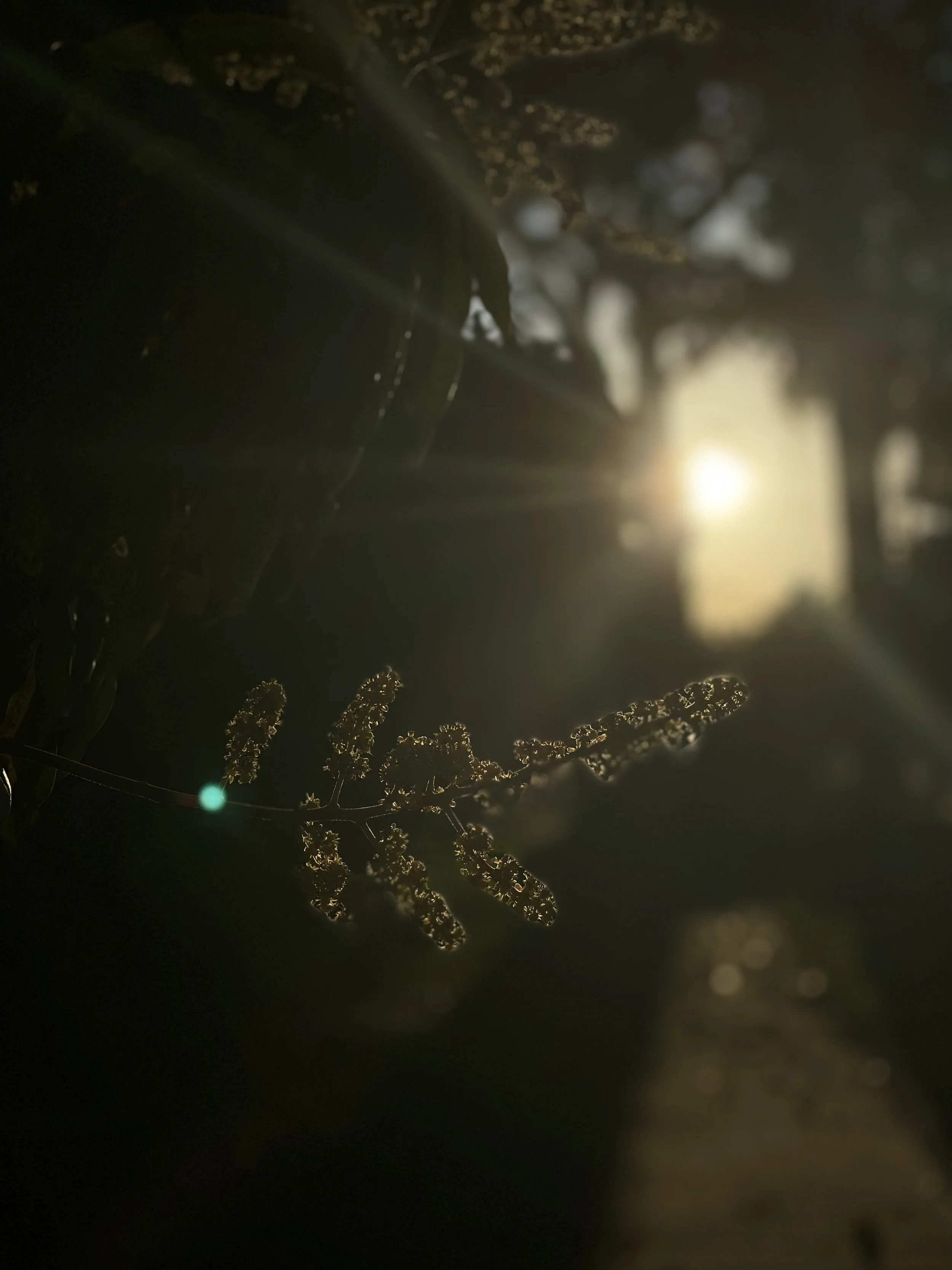 Melissa Smock Photography