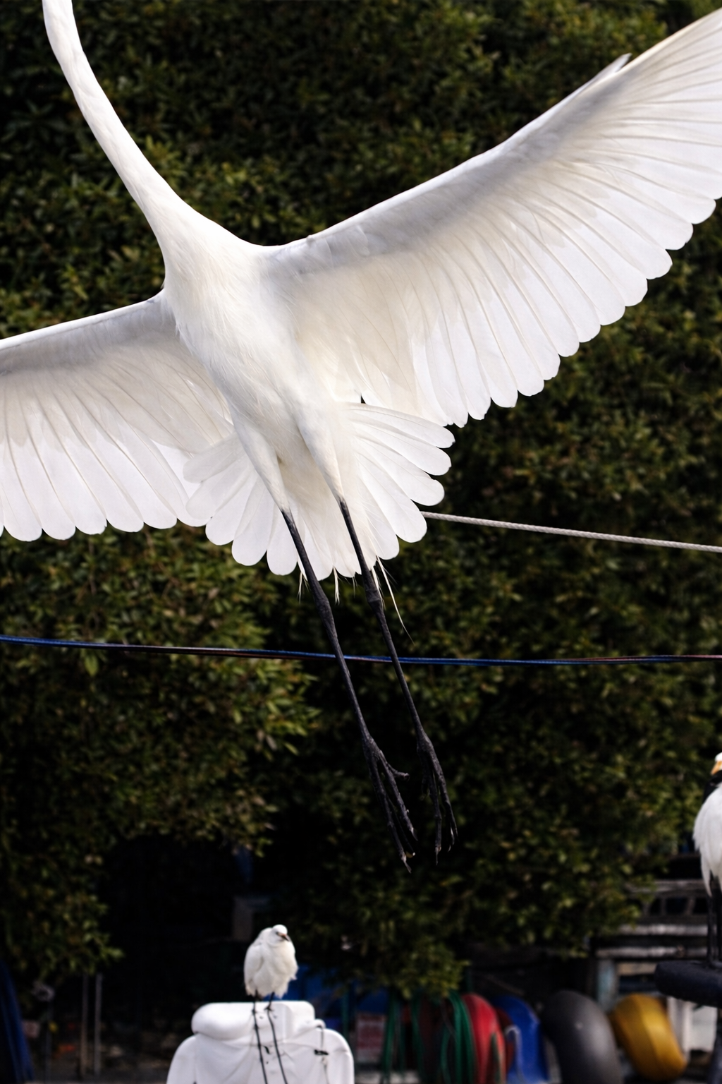 Melissa Smock Photography