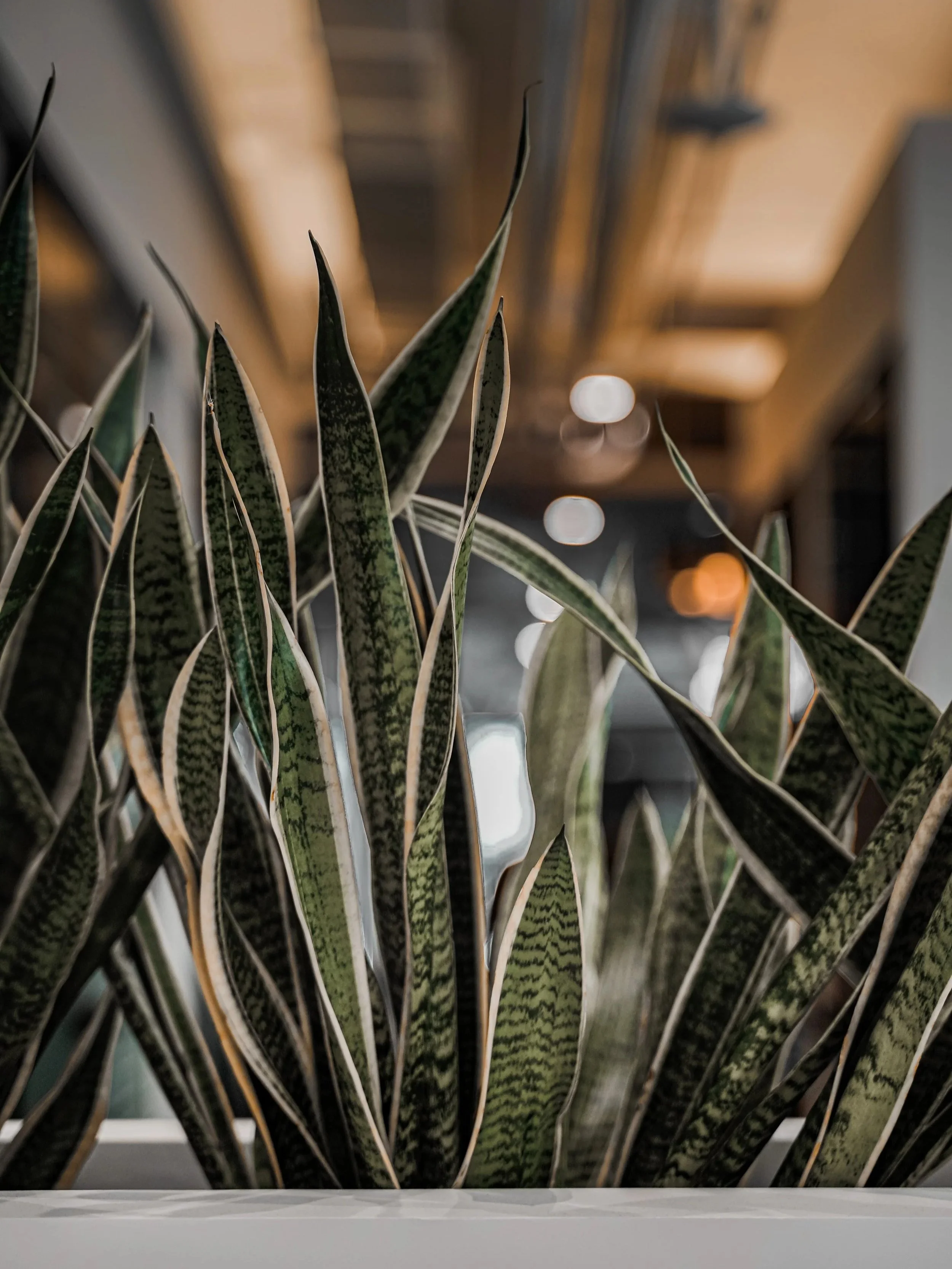 office-plants-23-maksym-tymchyk-c8z2W4bP9m8-unsplash.jpg
