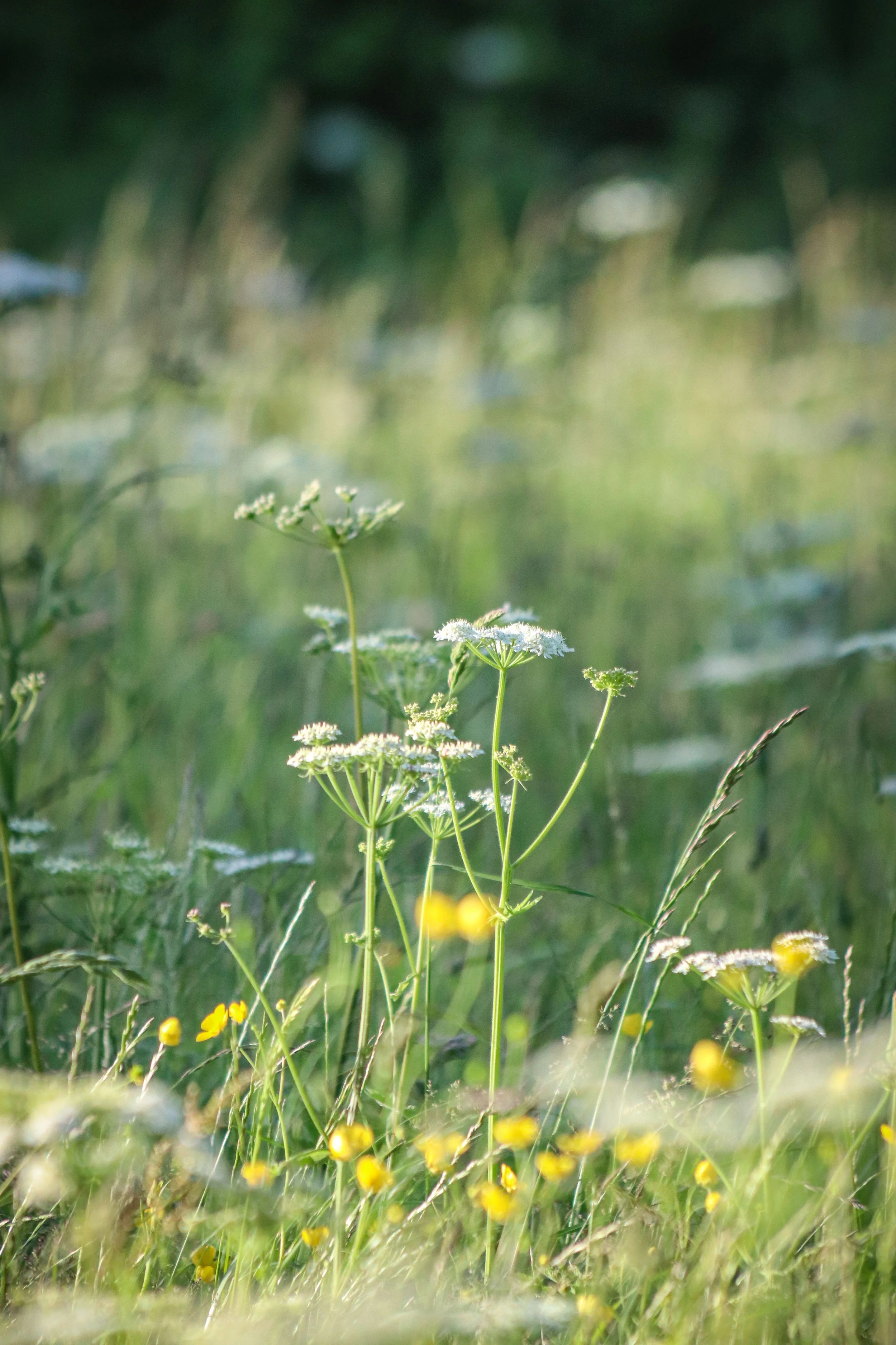 Calming wild flower meadow