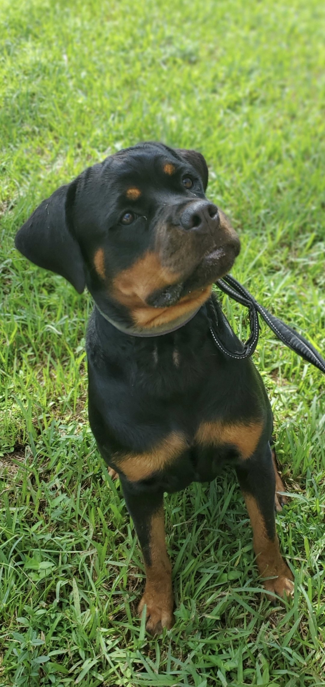 Young Rottweiler puppy sitting on green grass, looking up with alert expression.