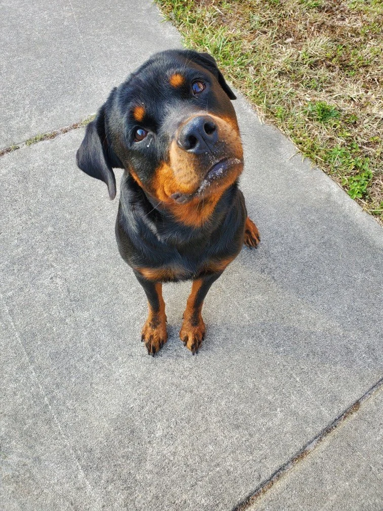 A black and tan Rottweiler dog sitting on a sidewalk, looking up at the camera.