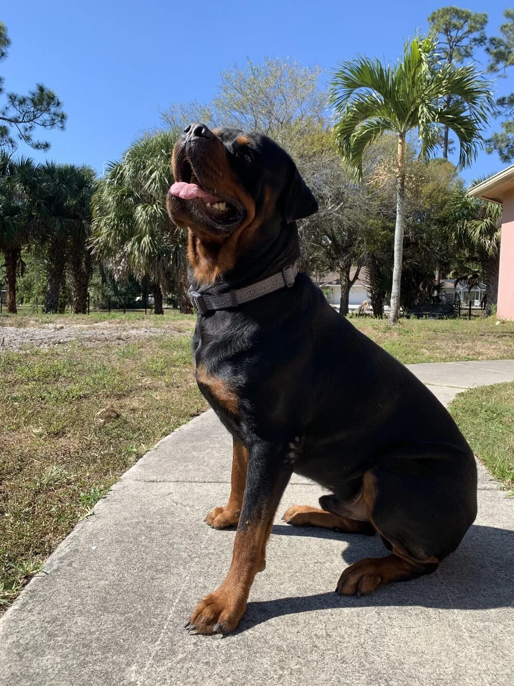 A large Rottweiler dog sitting on a concrete sidewalk in a backyard with palm trees, other trees, and a pink house in the background under a clear blue sky.