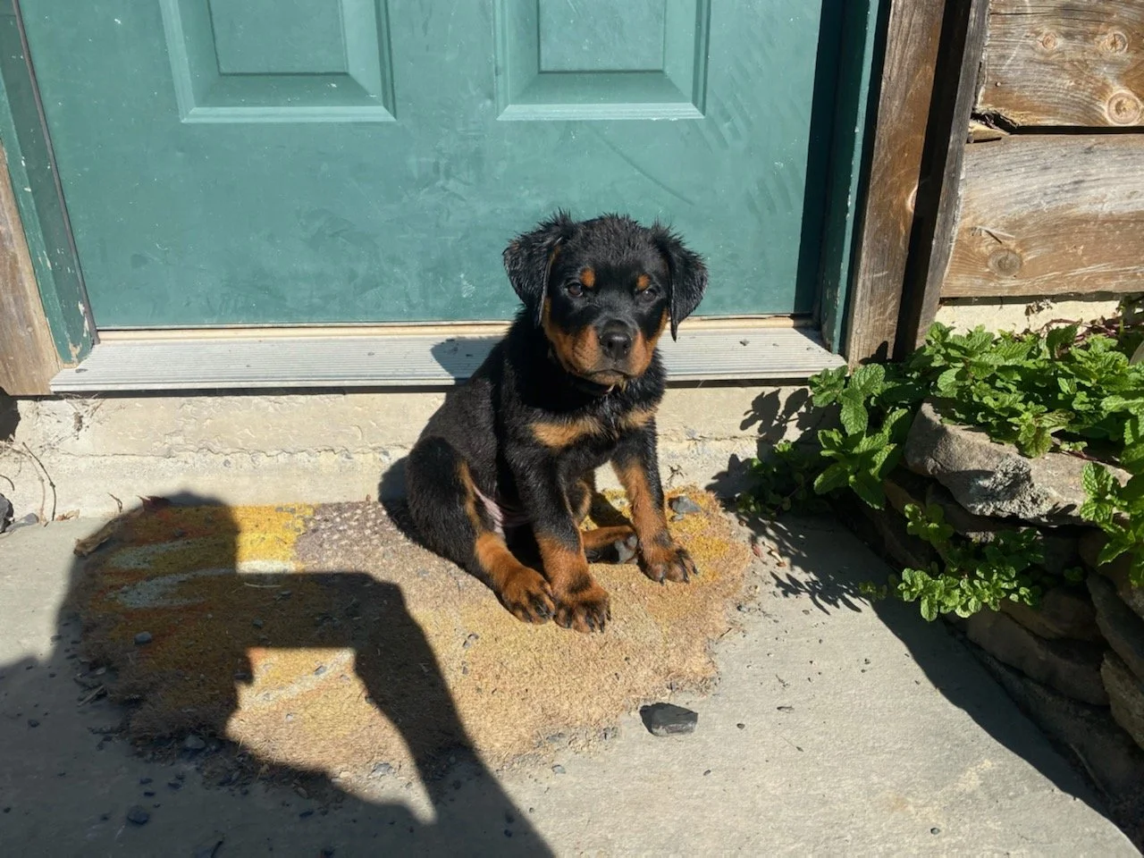 A puppy from a past litter of Odin and Electra at her new home