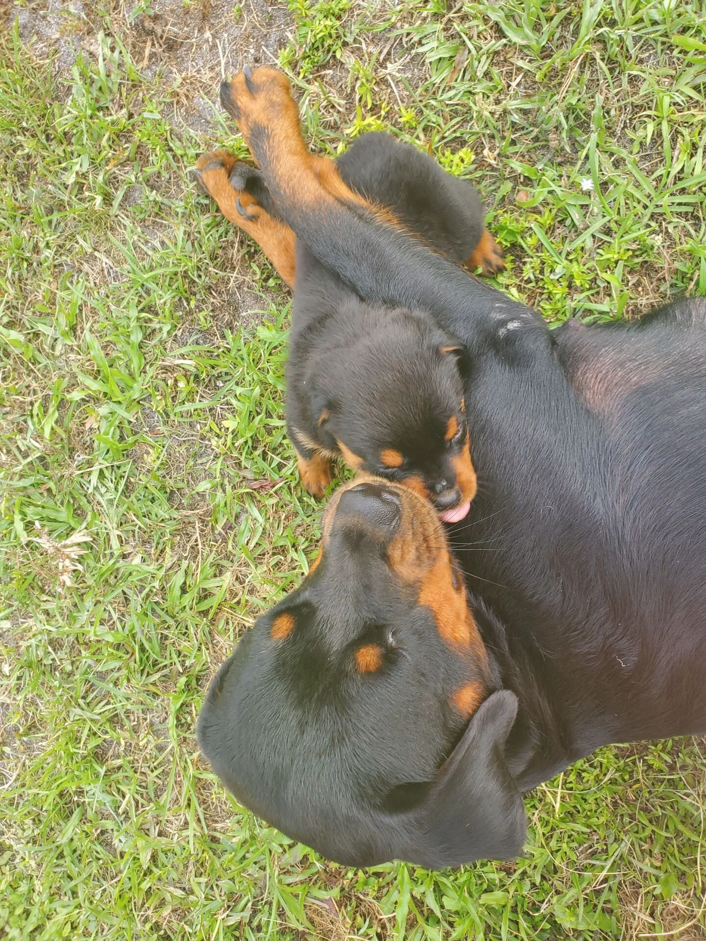 Electra and one of her past puppies 