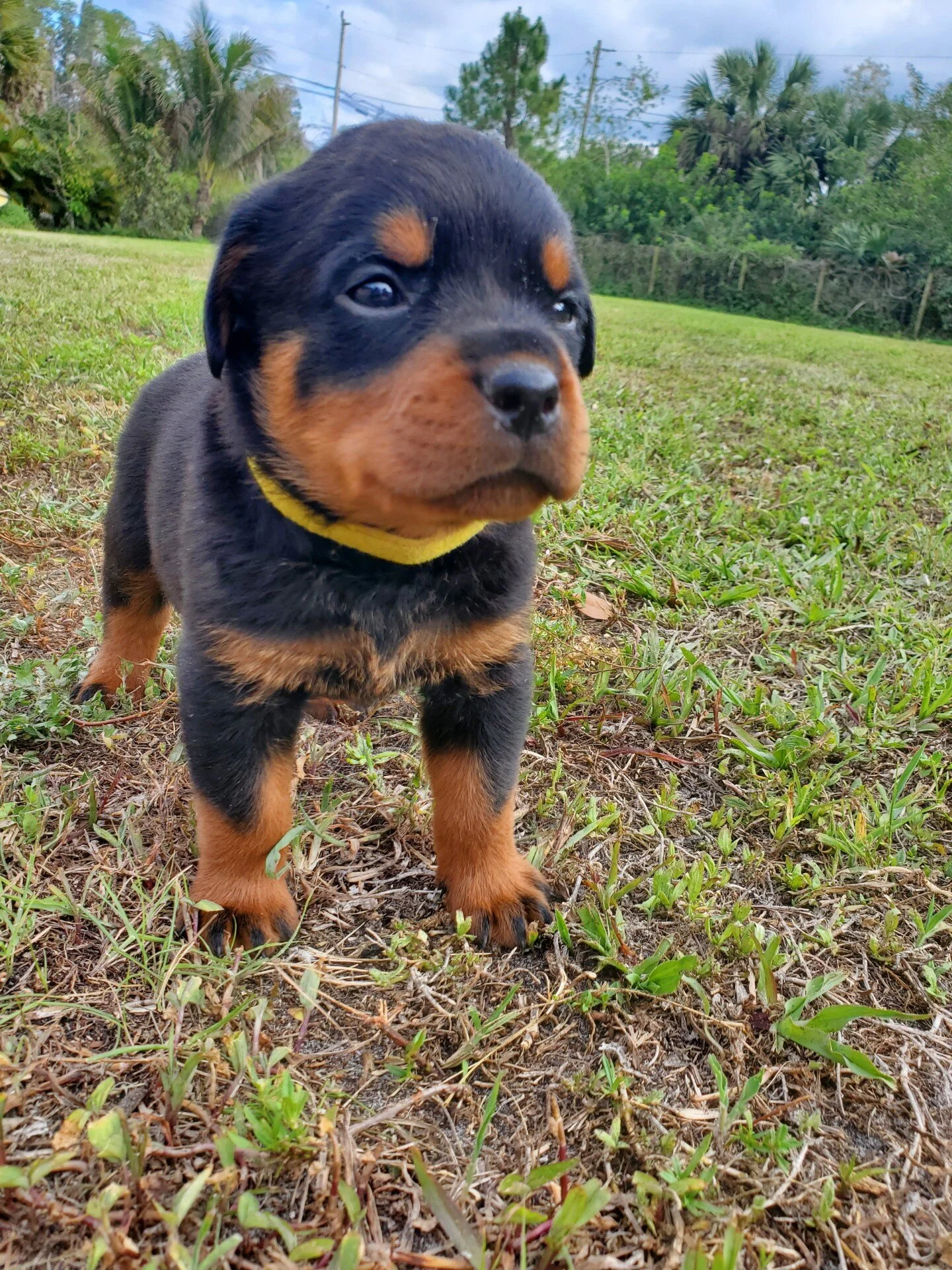 A puppy from a past litter of Odin and Electra at 4 weeks old