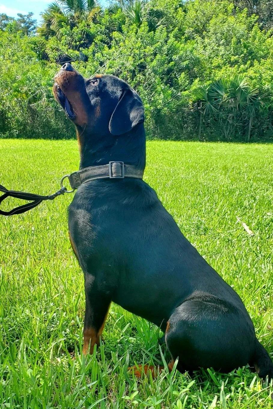 Black and tan Rottweiler dog sitting on green grass with lush green trees and bushes in the background, yawning with its mouth open.