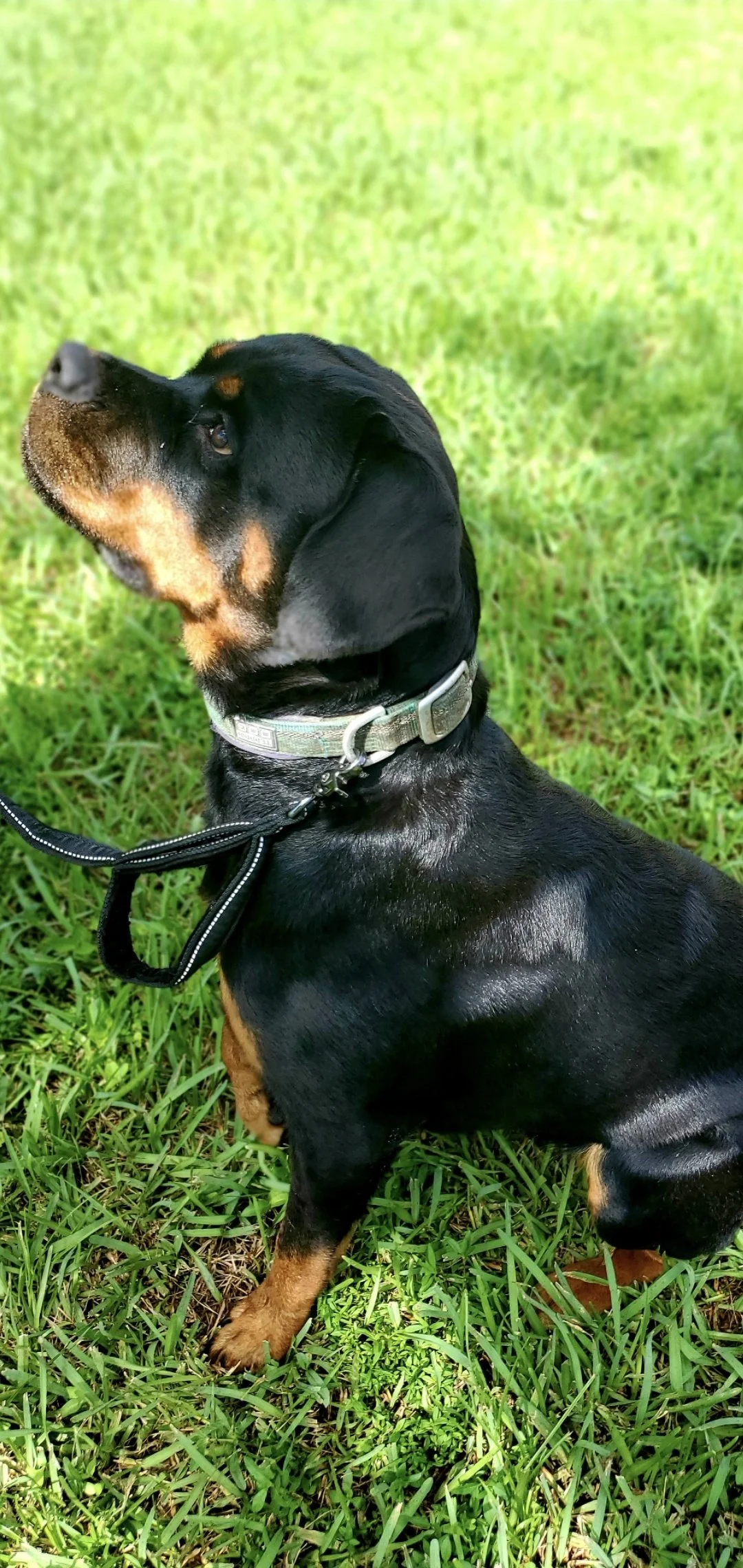 A black and tan Dachshund dog sitting on green grass, looking up to the left, wearing a light-colored collar and leash.