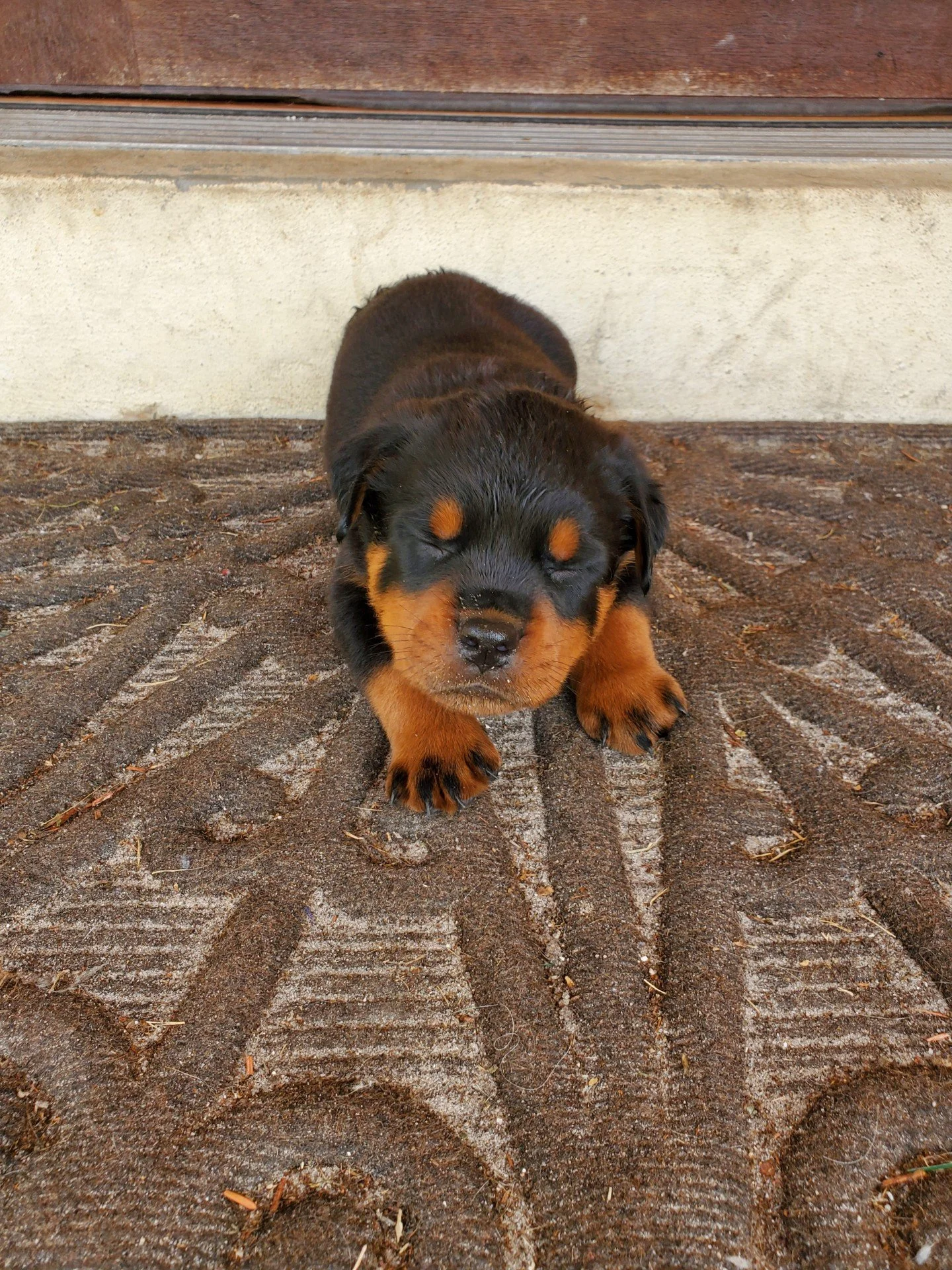 A puppy from a past litter of Odin and Electra at her new home