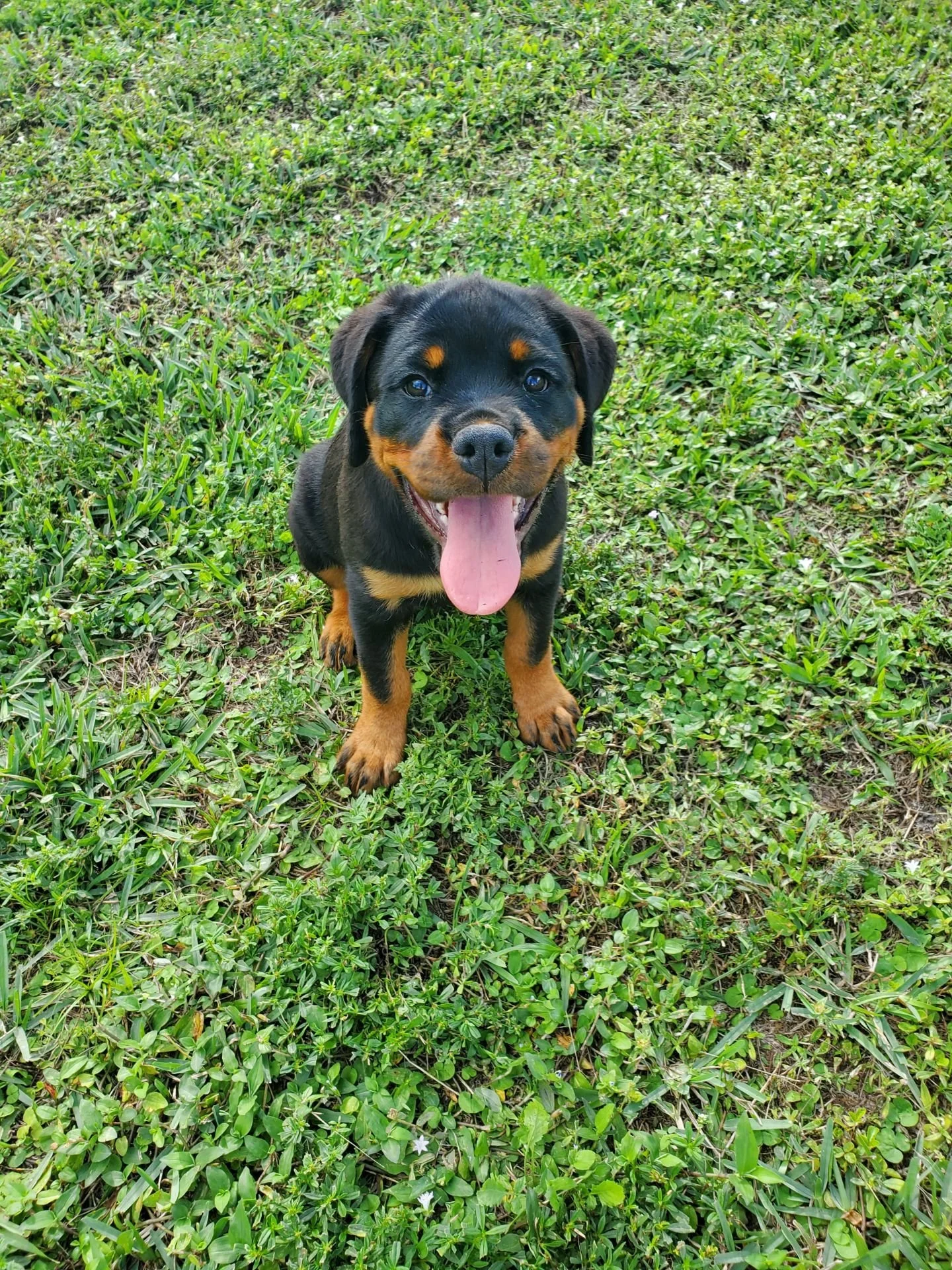A puppy from a past litter of Odin and Electra at 4 weeks old