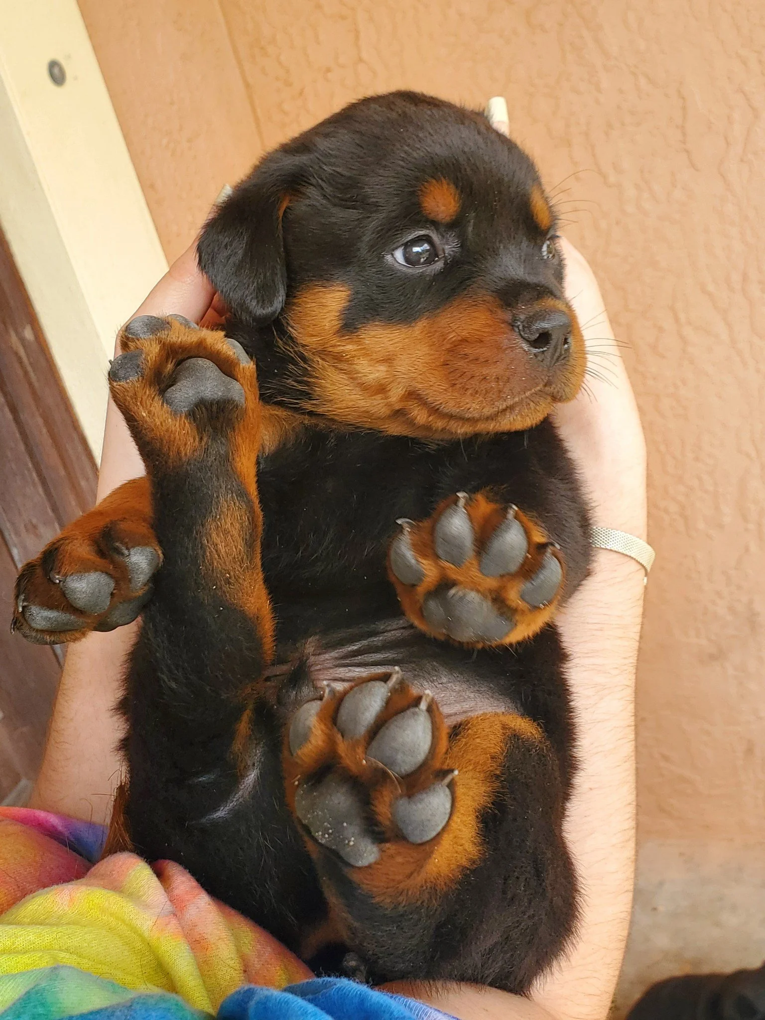 A puppy from a past litter of Odin and Electra 