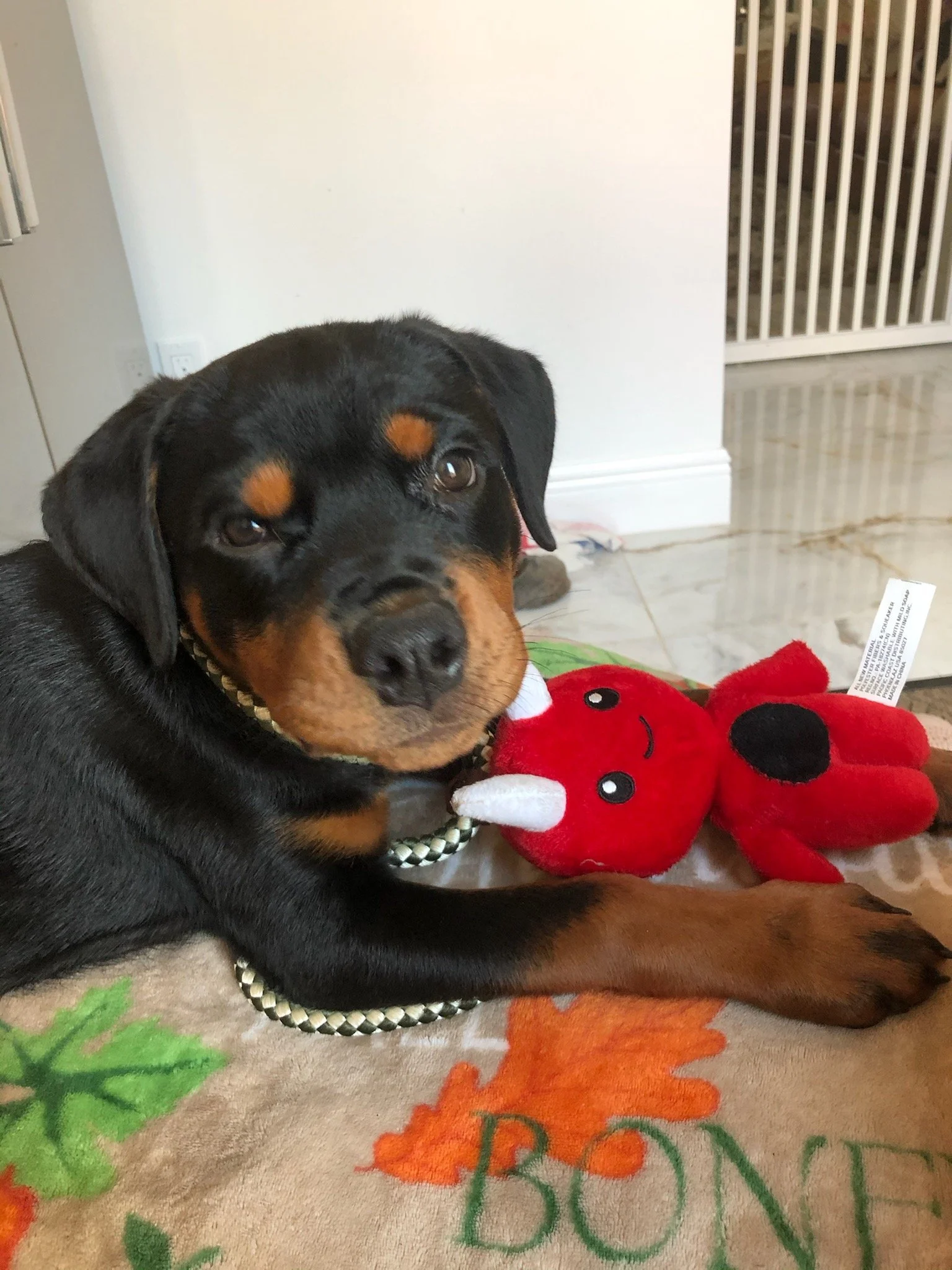 A puppy from a past litter of Odin and Electra at her new home