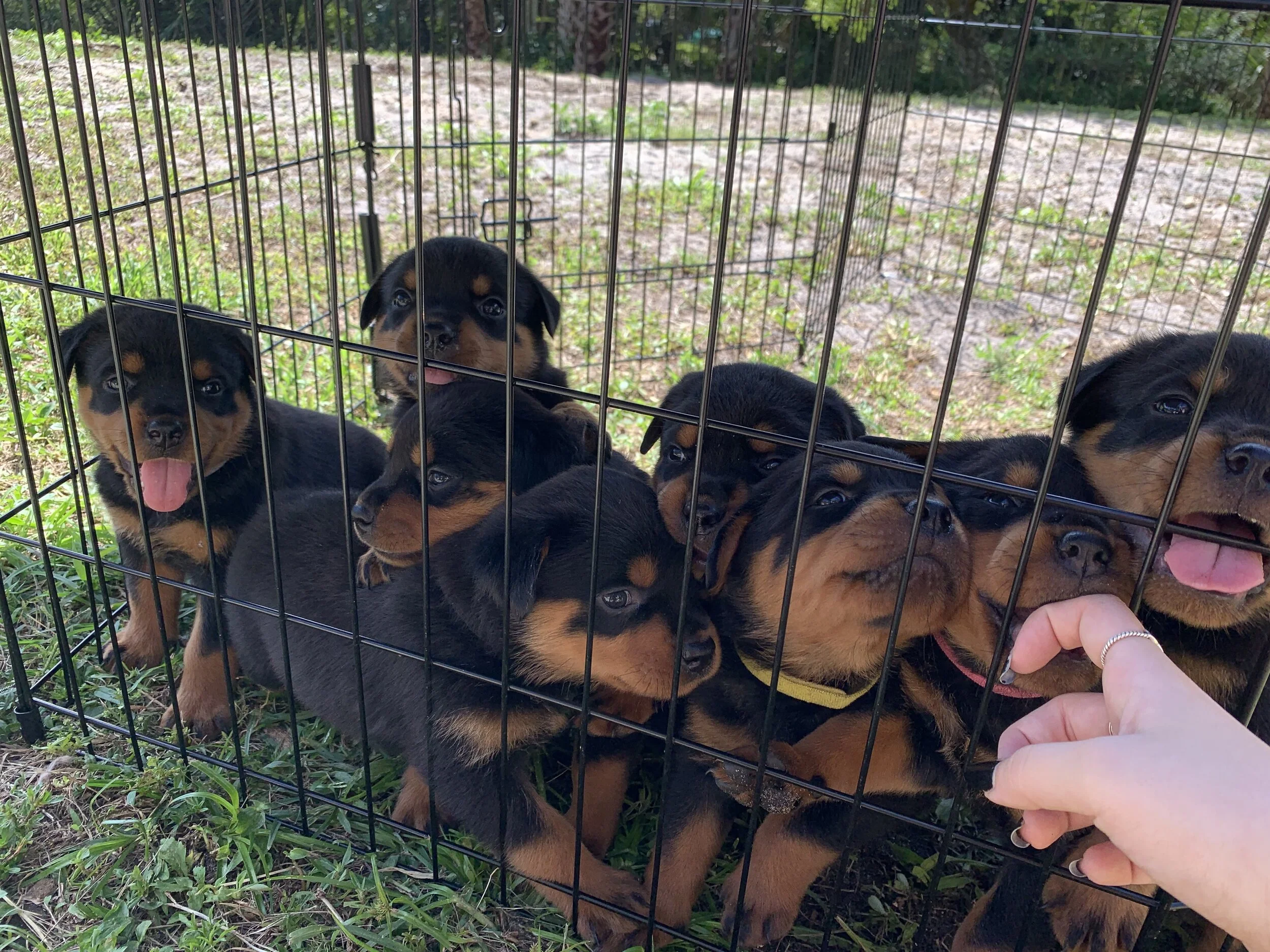 Past litter of Odin and Electra 