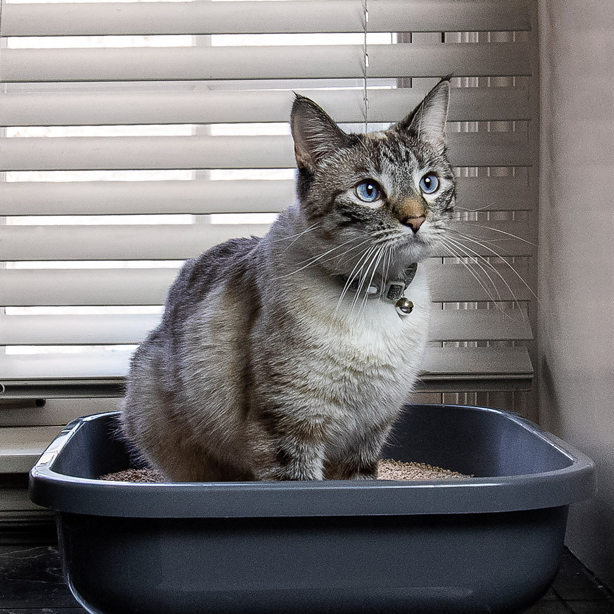 Private Label Pet Products — Pestell Pet Products