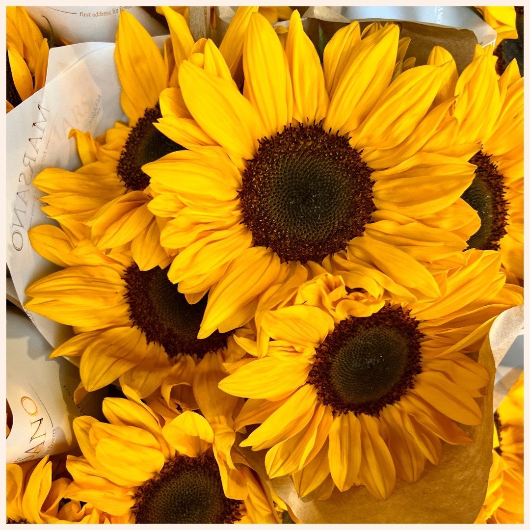 #Sunflowers 🌻