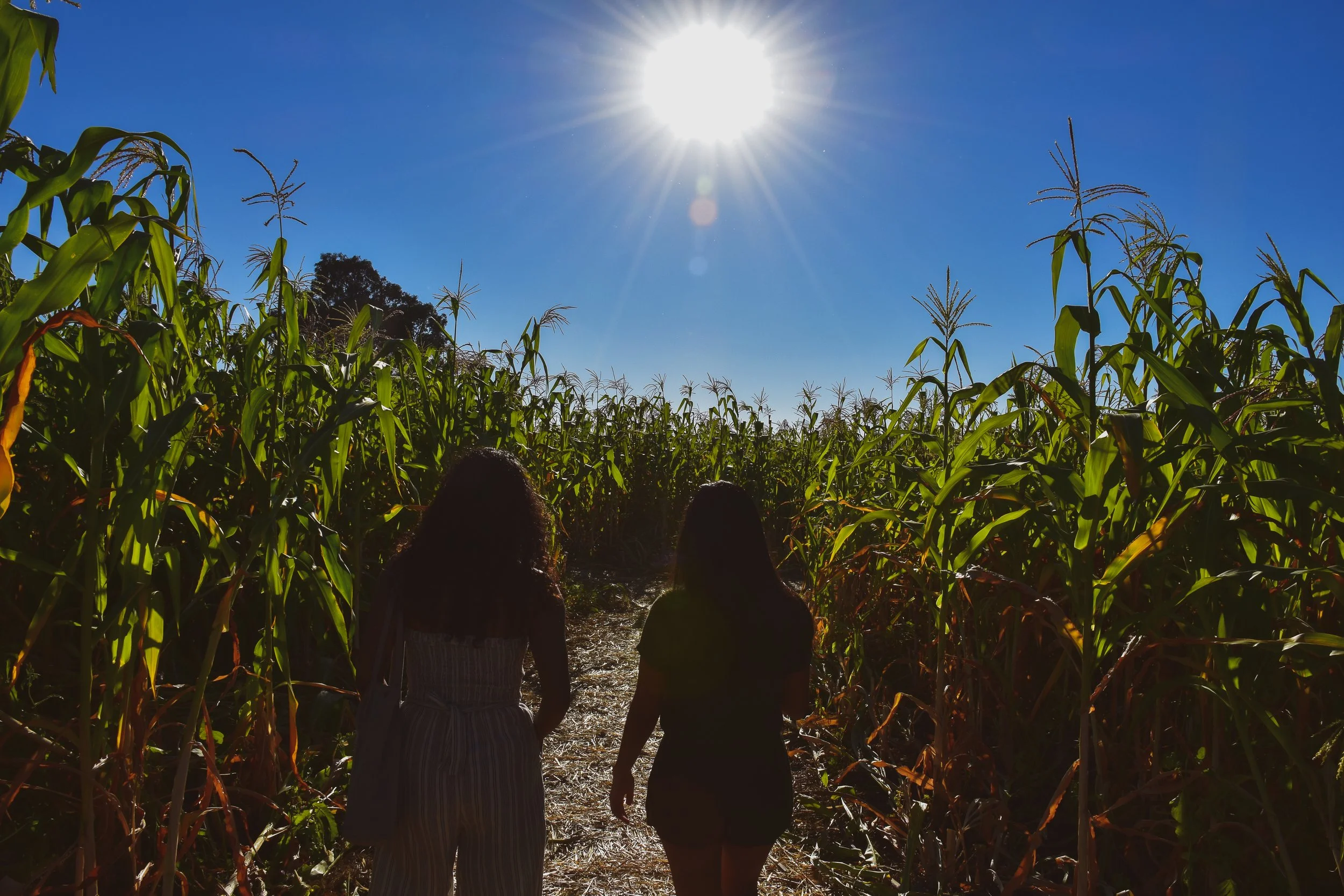 Three women walking through a cornfield under a bright sun in a clear blue sky.