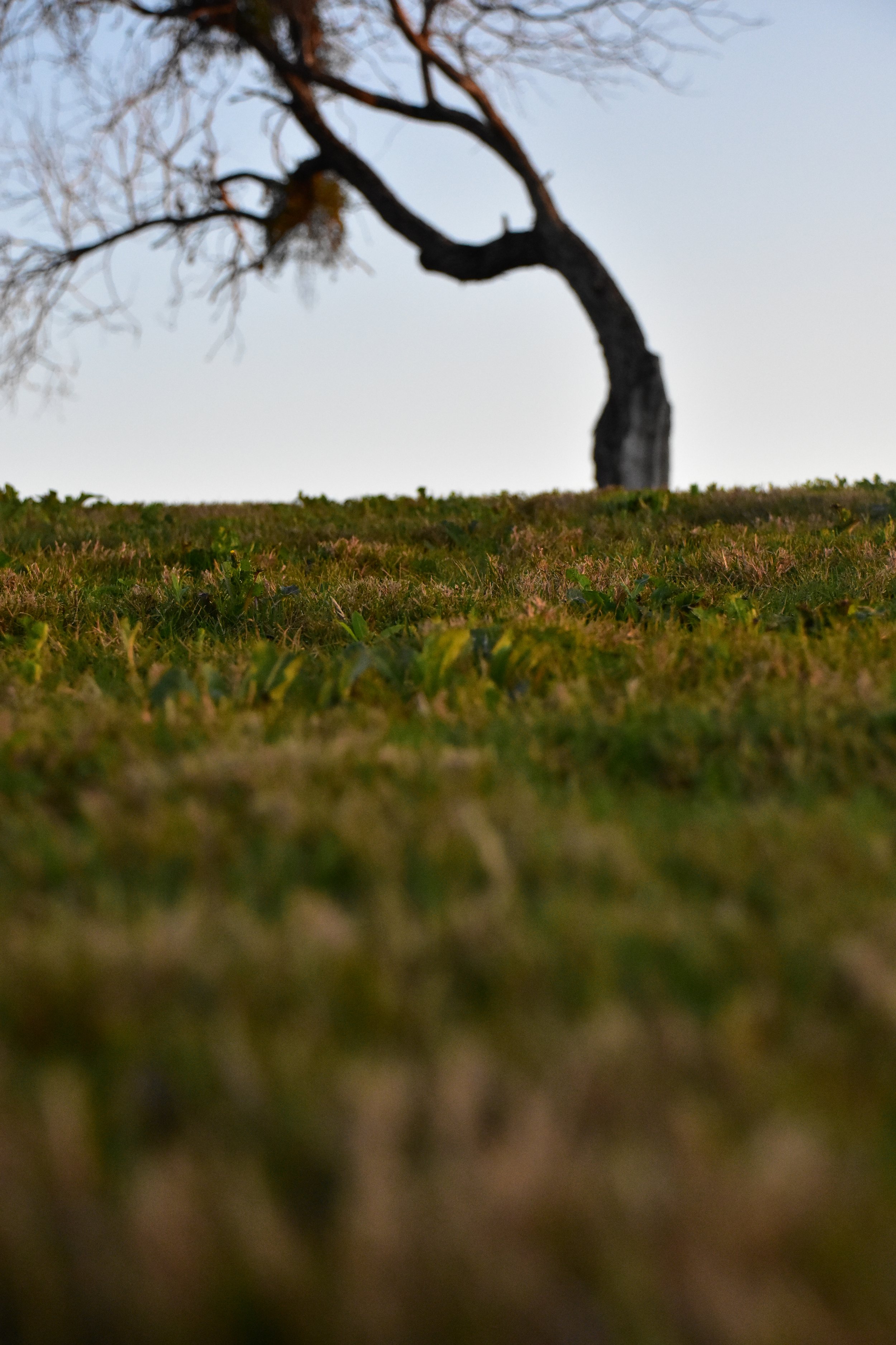 A single, leafless tree with a twisted trunk stands outdoors on a grassy hill under a cloudy sky.