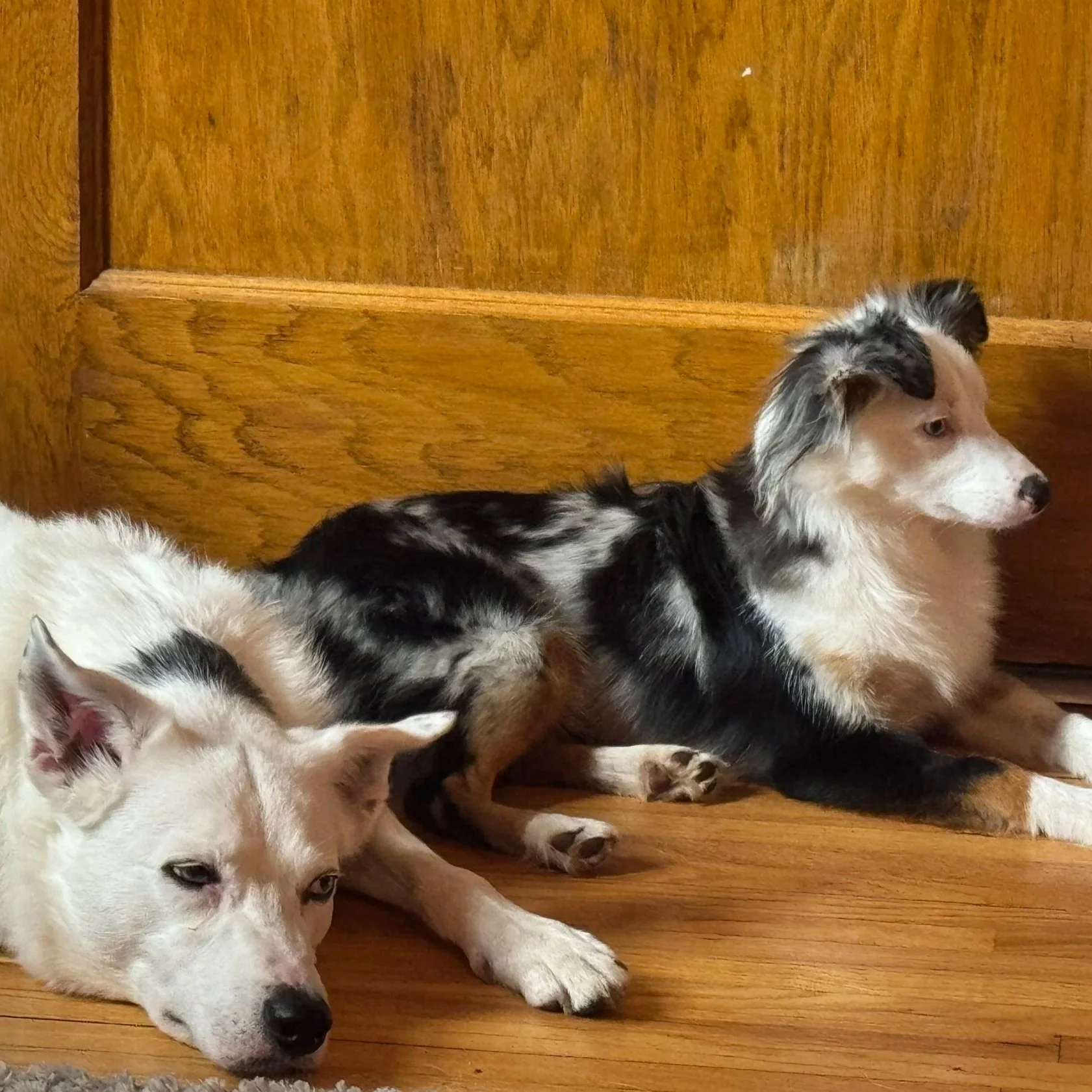 Four puppies lying on a wooden floor, one with black and white fur, one mostly white with some darker markings, one mostly white with light brown markings, and a black and white puppy with a merle coat pattern.