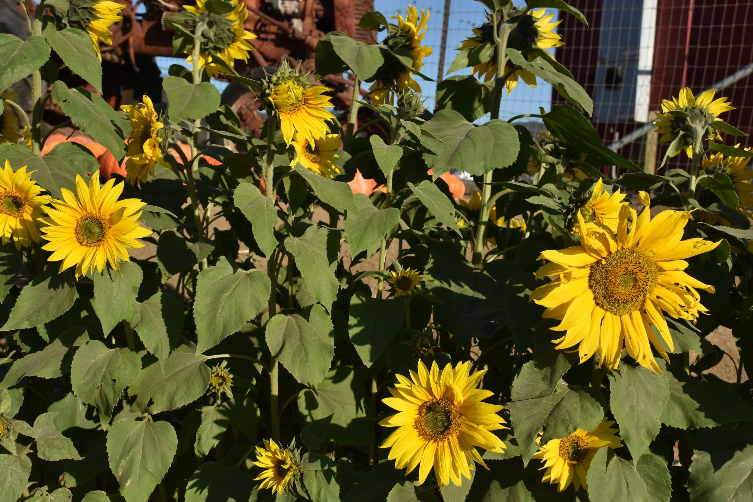 Sunflower plants with bright yellow flowers and green leaves outdoors, with a red barn and wire fence in the background.