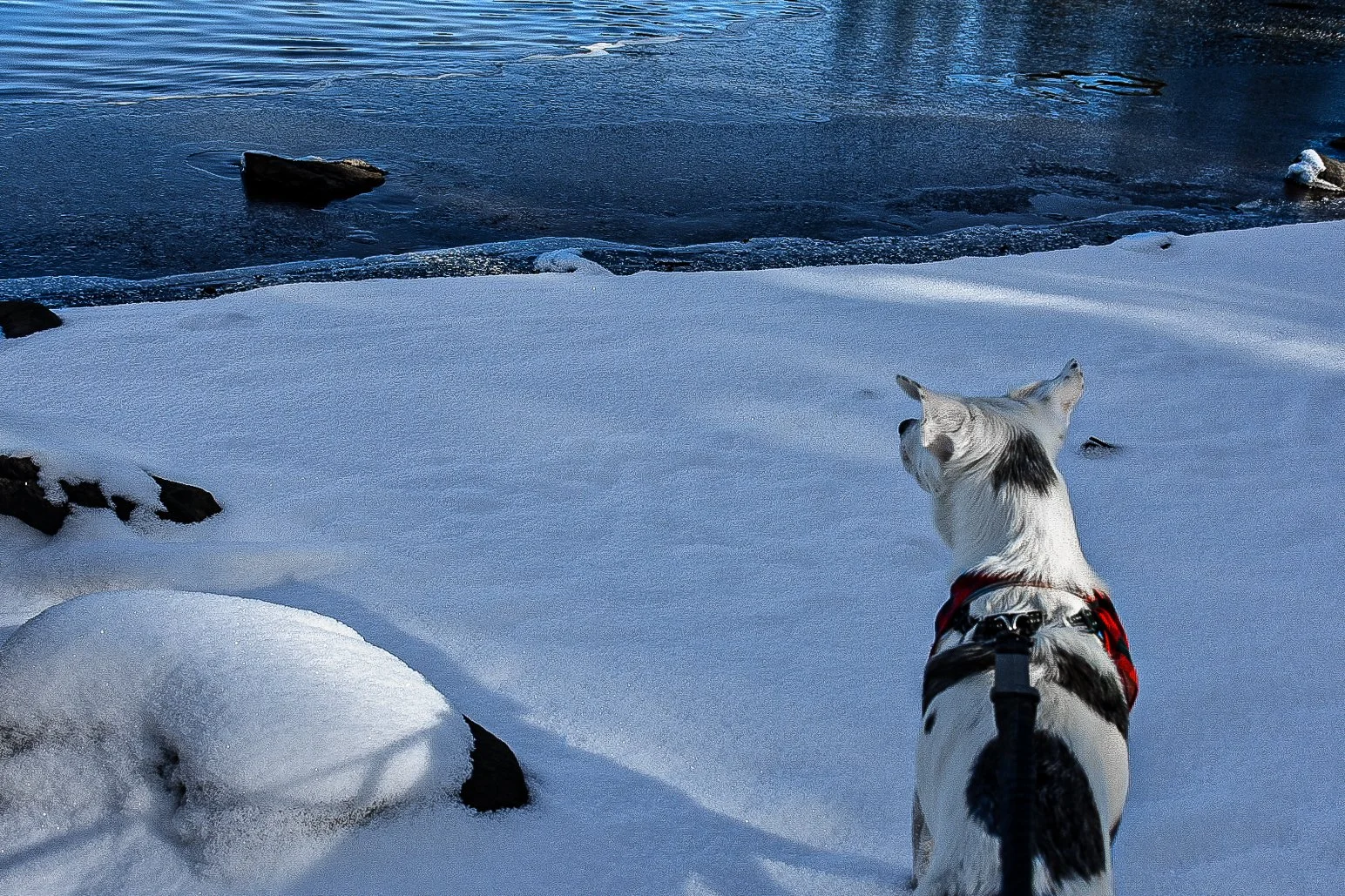 Dog with a harness on standing on snowy ground next to a body of water, with rocks around the snow and ice in winter.