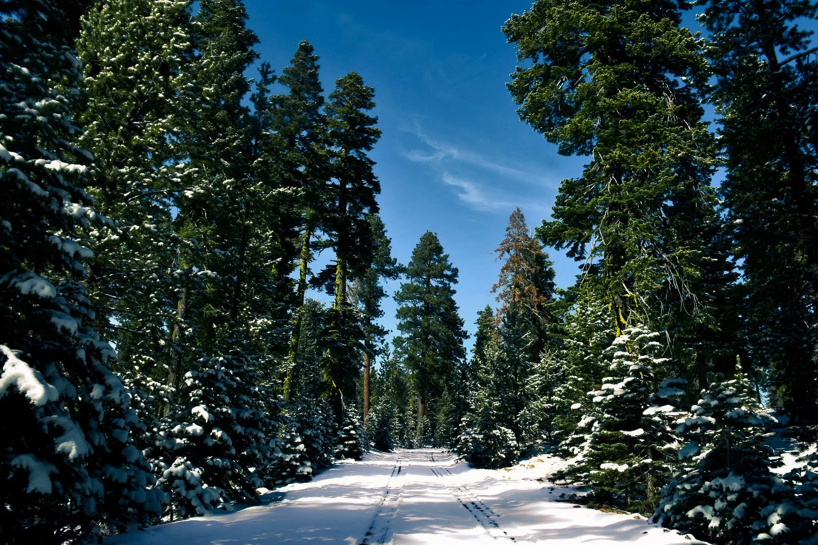 A snow-covered trail winding through a dense forest of tall evergreen trees, with a clear blue sky overhead.