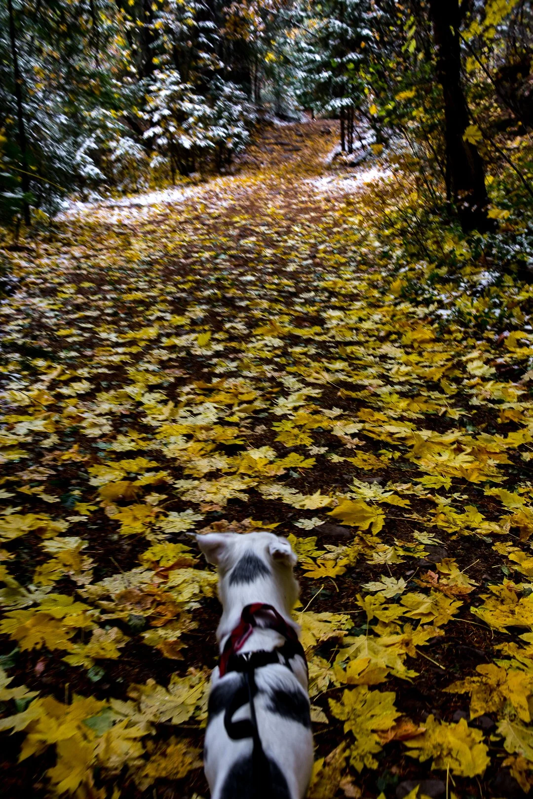 Dog walking on a leaf-covered trail in an autumn forest.