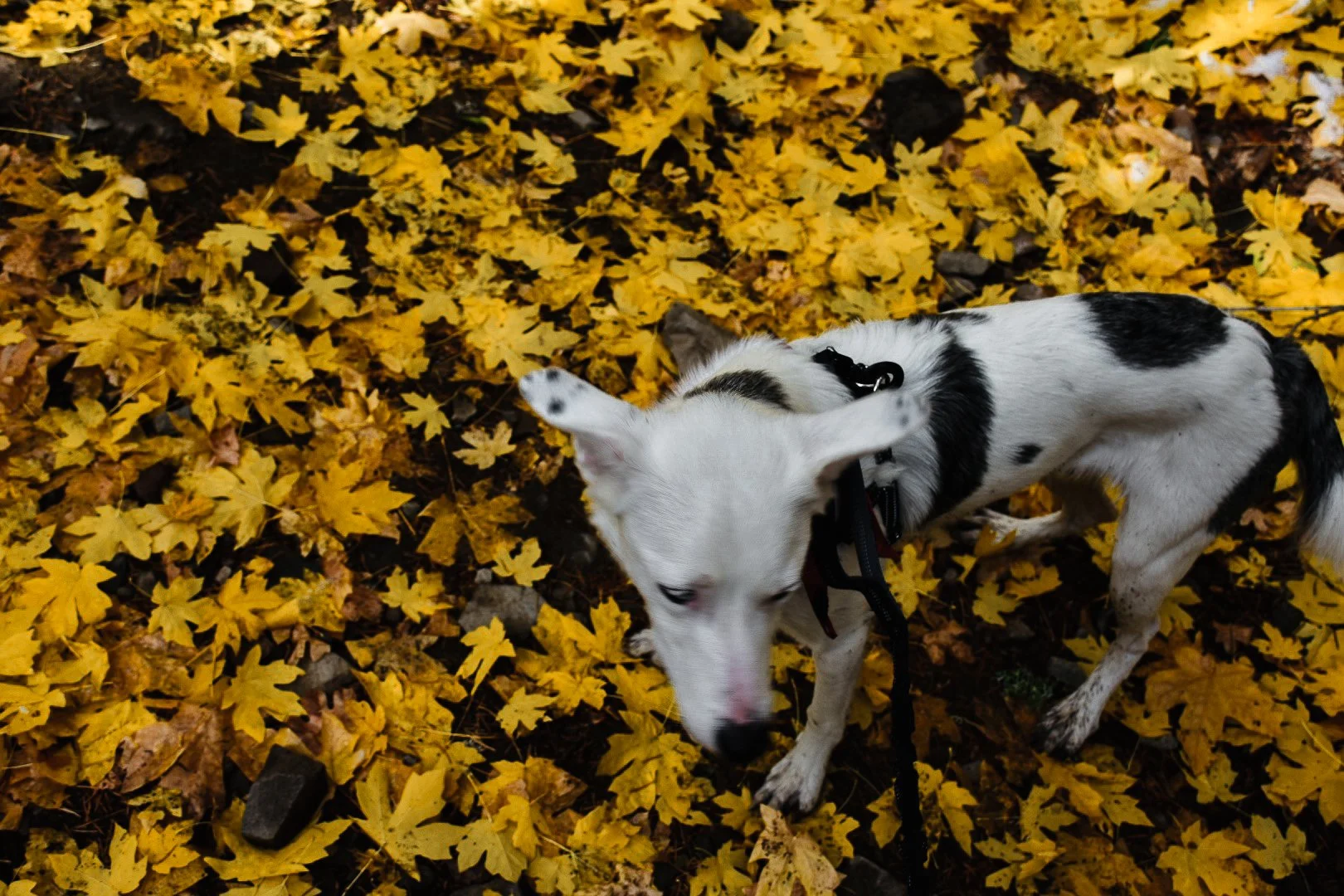 A black and white dog walking on a ground covered with yellow fallen autumn leaves.