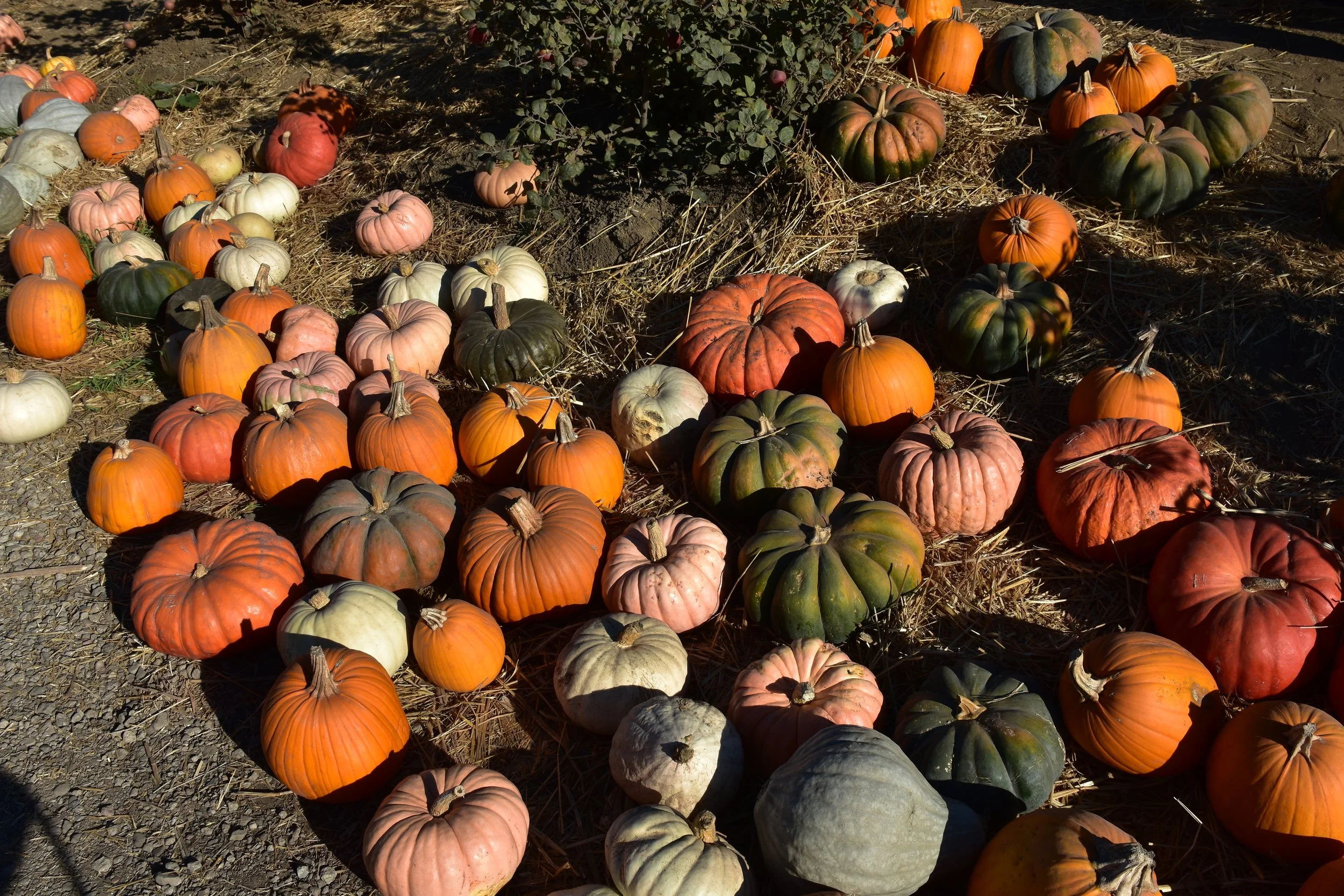 A variety of pumpkins and gourds in different sizes, shapes, and colors arranged on straw-covered ground.