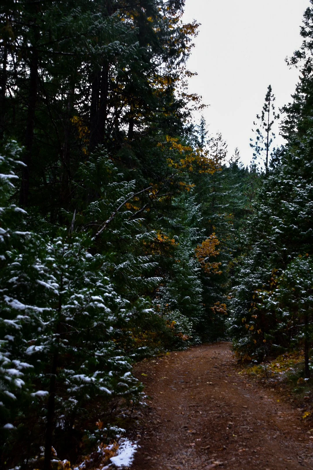 A forest trail with snow-covered trees on each side, leading into the distance under a cloudy sky.