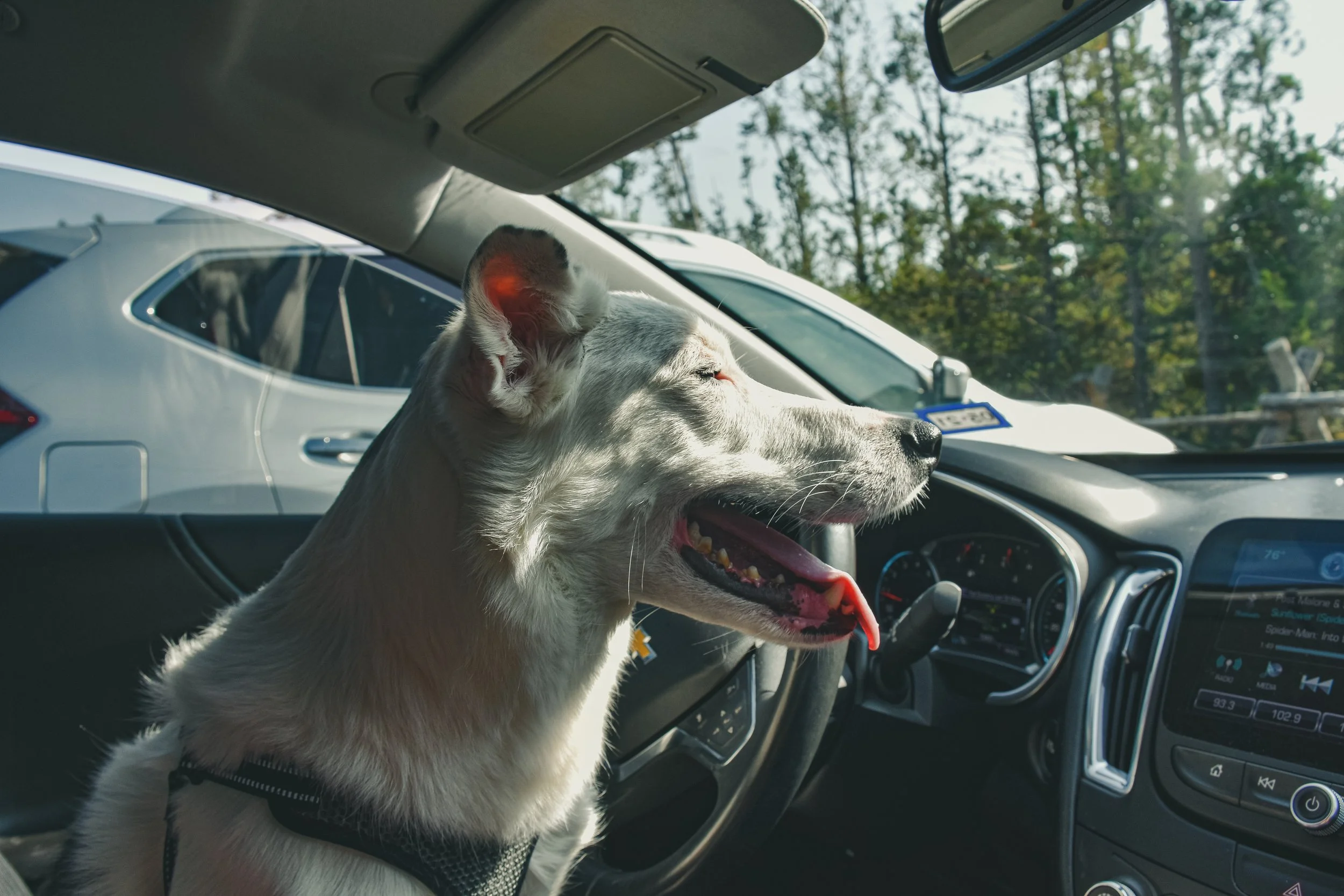 A smiling white dog with black markings on its face sitting in the driver's seat of a car, with its head out of the window, appearing happy. The car interior and dashboard are visible, with outdoor trees seen through the windows.
