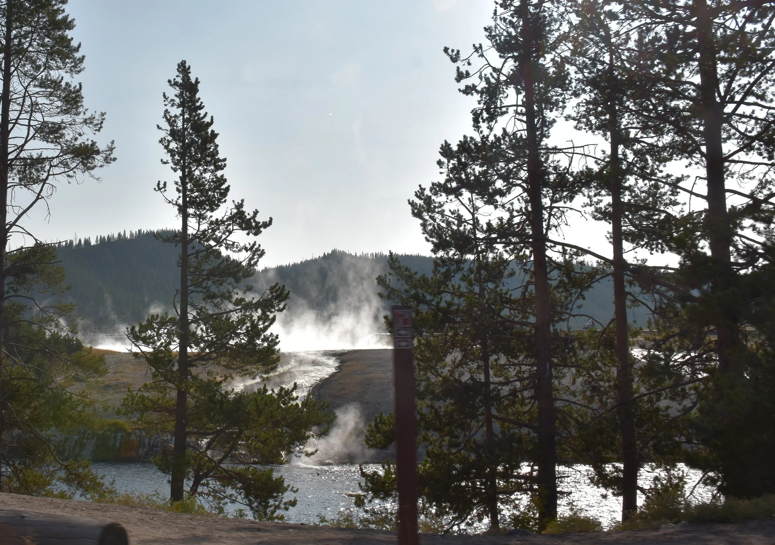 Tall pine trees in the foreground with steam rising from geyser or hot spring in the background, mountain landscape, partly cloudy sky.