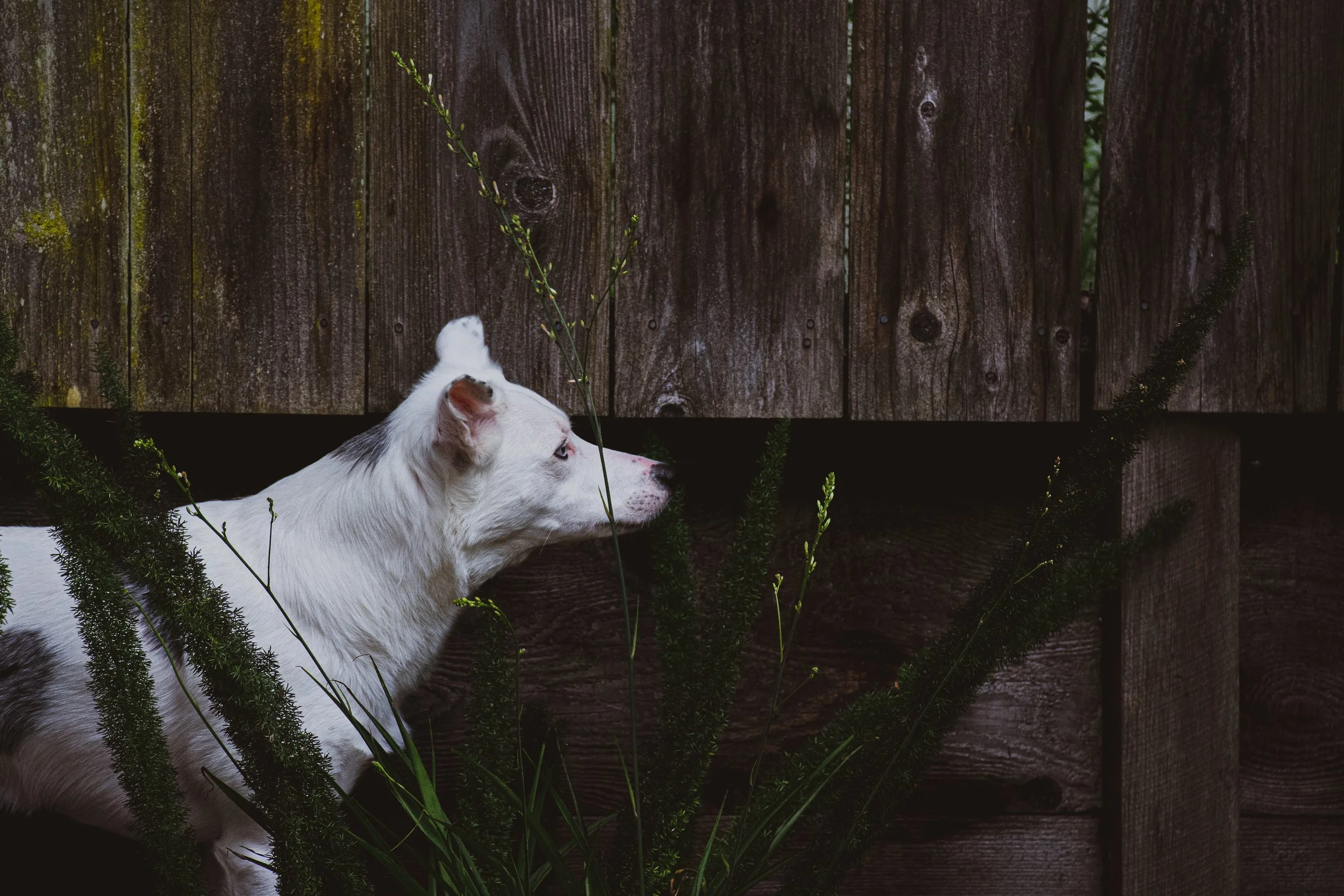 White dog lying down next to a wooden fence with greenery around.