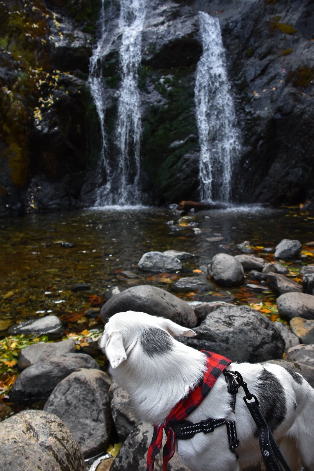 A dog with a red harness and black leash looking at a waterfall surrounded by rocks and fall leaves.