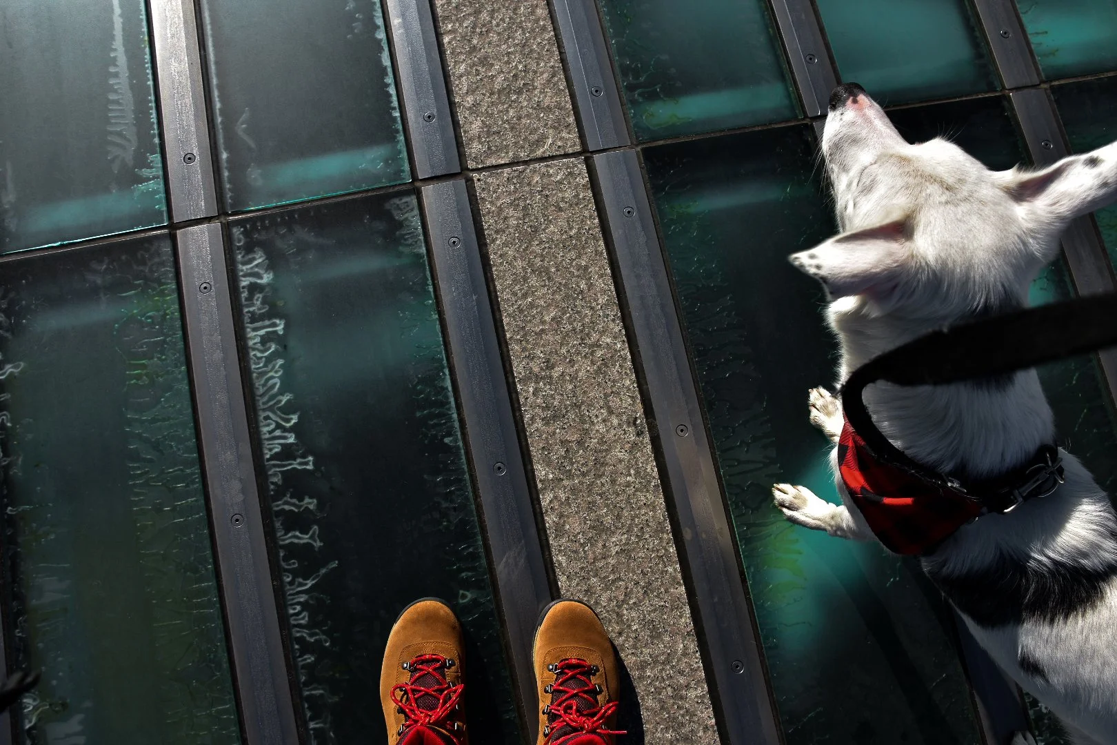 Person wearing brown boots with red laces standing on a glass floor next to a black and white dog with a red harness, looking out over a view beneath the glass.