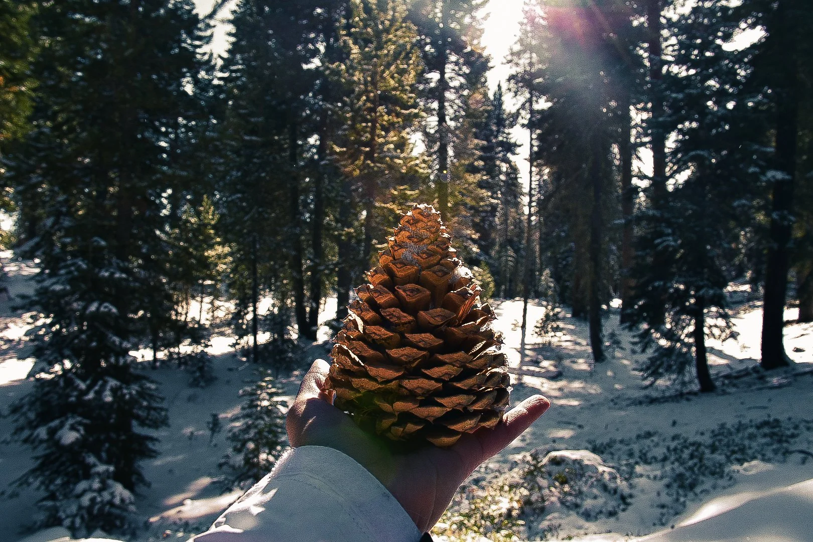 Person holding a large pine cone in a snowy forest during sunlight.