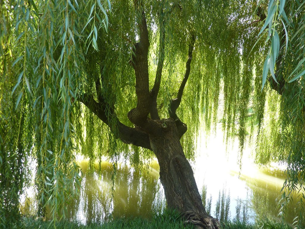 HIG#11 weeping willow-1024x768.jpg