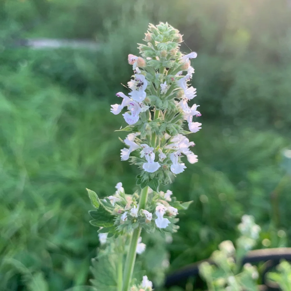 HIG#11 Catnip IMG_6825.jpg