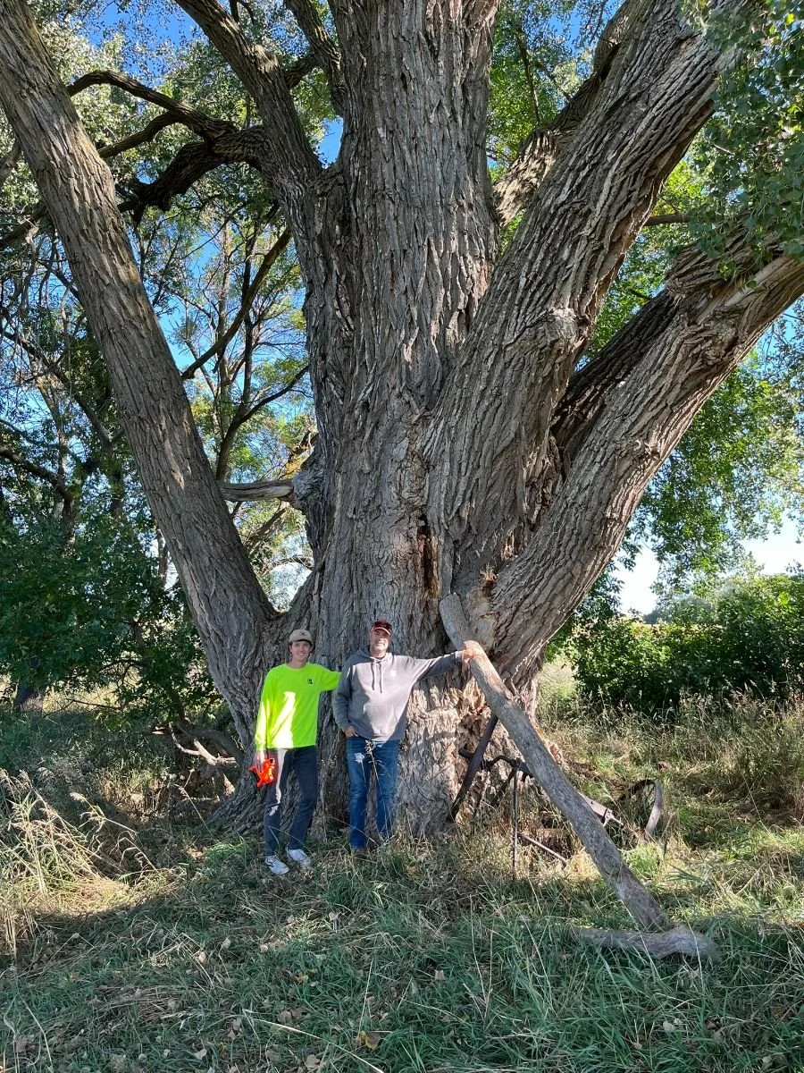  Nebraska's national champion cottonwood at Pibel Lake near Ericson (l) has a trunk circumference is 37.2'. A Lakota witness tree north of Lewellen (r) has a trunk circumference of 30'. 
