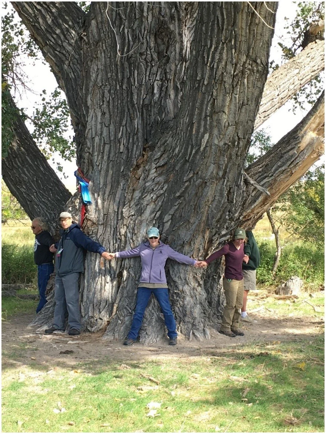  Nebraska's national champion cottonwood at Pibel Lake near Ericson (l) has a trunk circumference is 37.2'. A Lakota witness tree north of Lewellen (r) has a trunk circumference of 30'. 