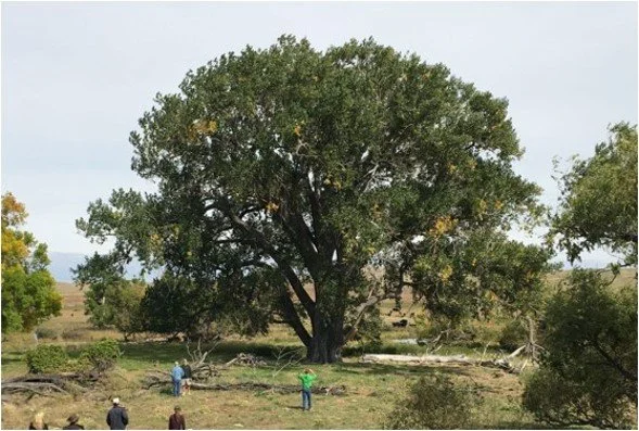  A Lakota witness tree north of Lewellen is one of Nebraska's most notable cottonwoods. 
