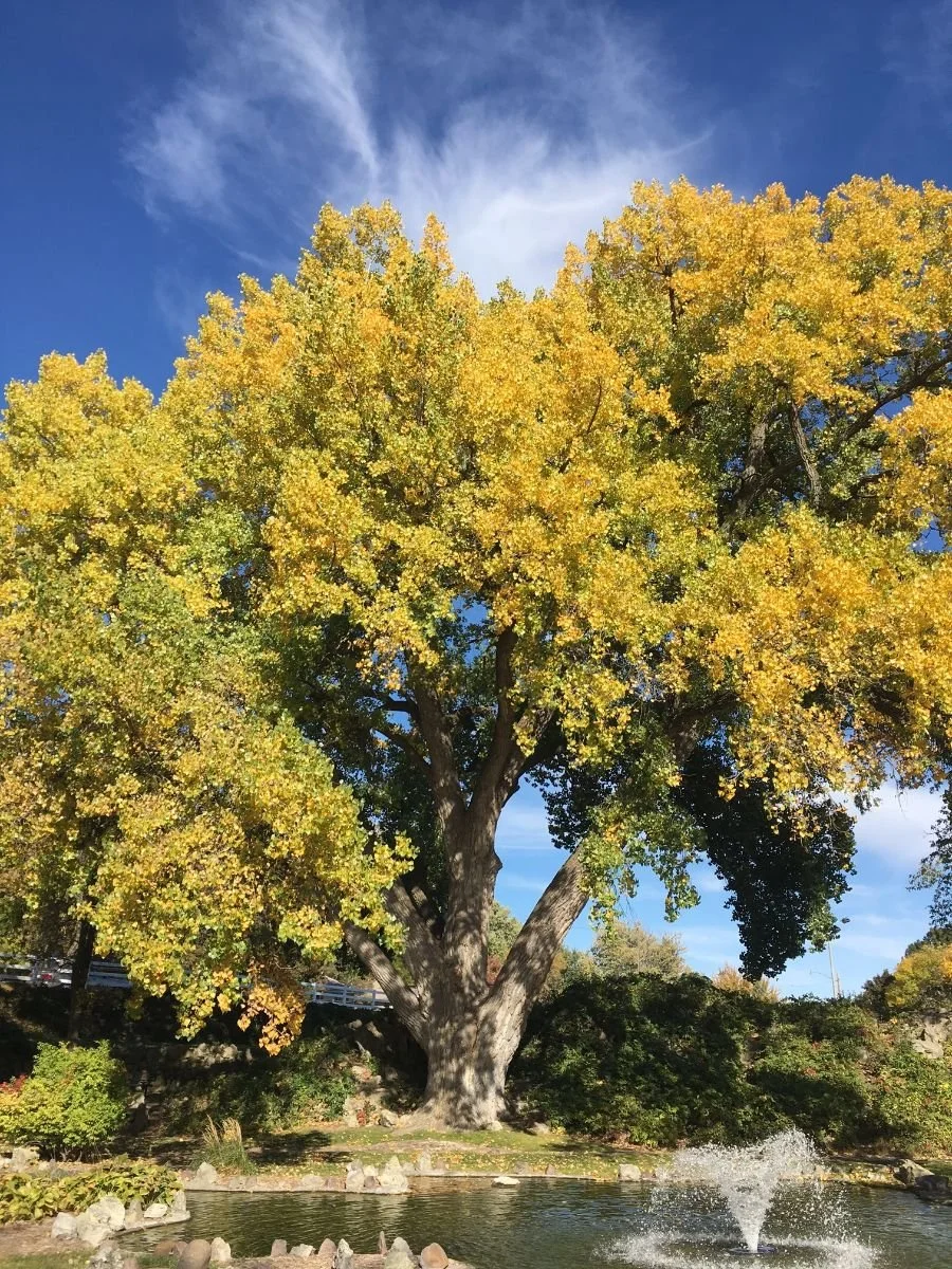  A beautiful cottonwood at Harmon Park in Kearney (l) and a group of trees providing priceless summer shade in Crawford (r). 