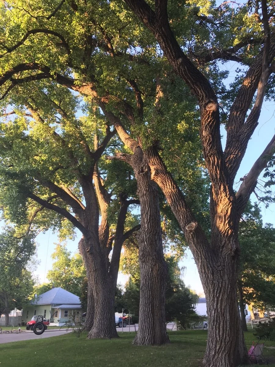  A beautiful cottonwood at Harmon Park in Kearney (l) and a group of trees providing priceless summer shade in Crawford (r). 