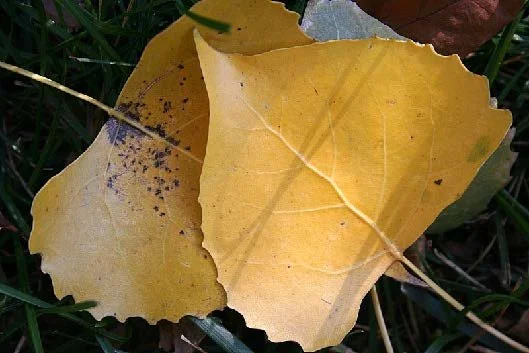  The botanical name Populus deltoides derives from the distinctive deltoid shape of the leaves. 