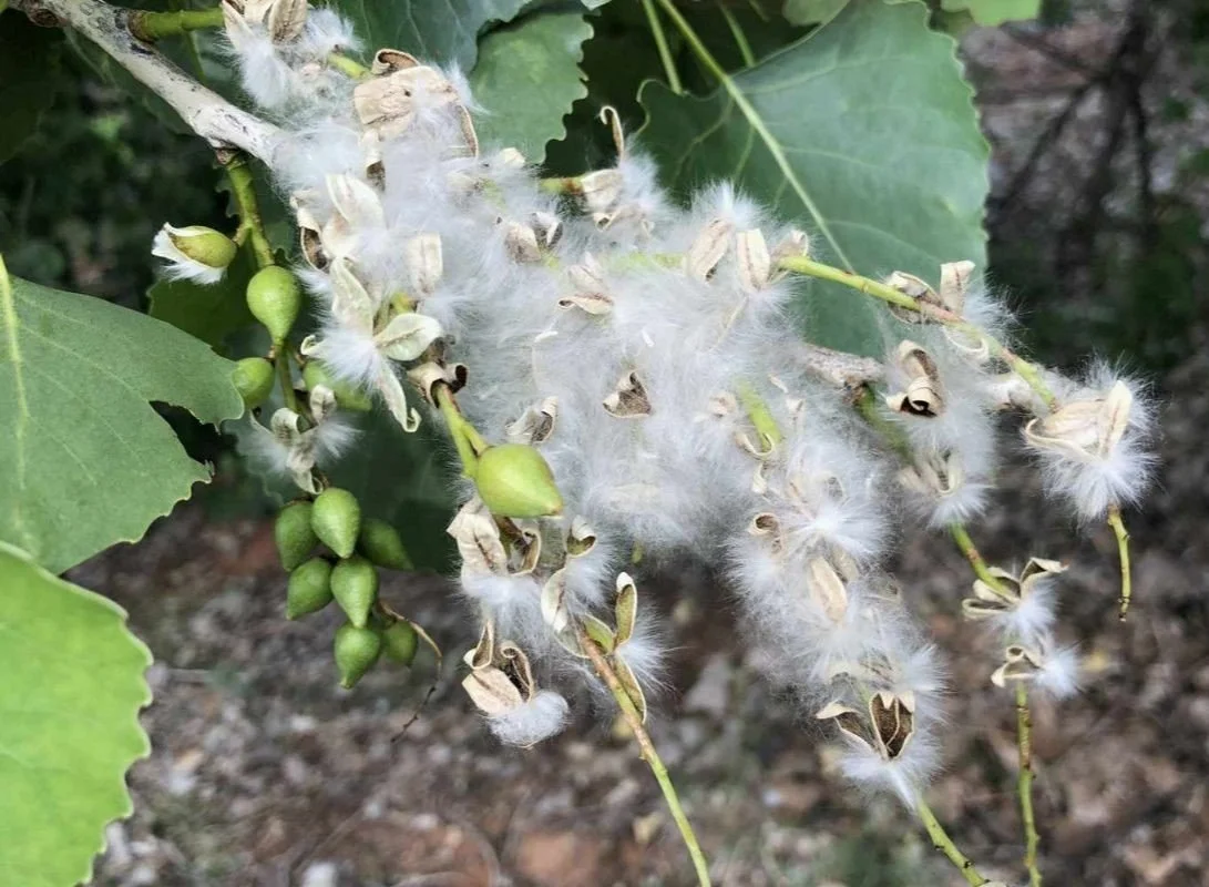  From the summer snow of cottonwood, a mighty tree may grow. 